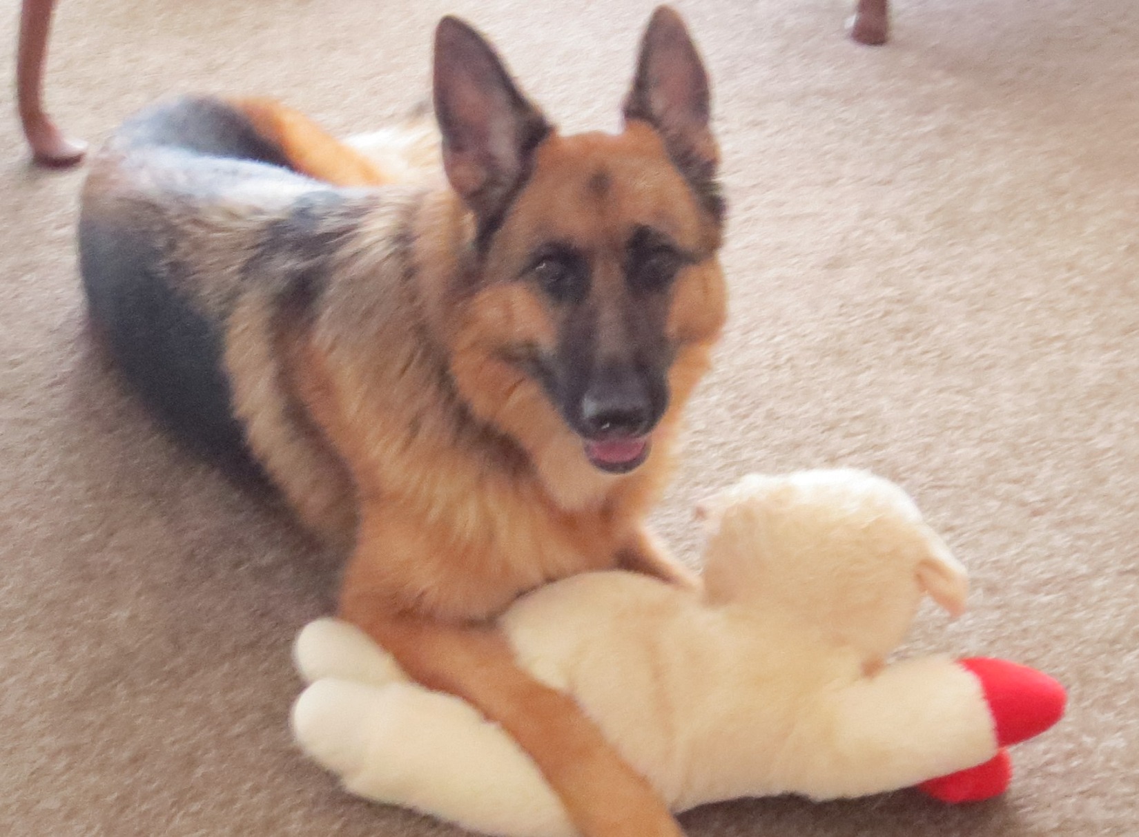 Fromm Classic Adult Large & Giant Breed Dog Food - Premium Dry Dog Food for Large & Giant Breeds - Chicken Recipe - 30 lb customer photo 2