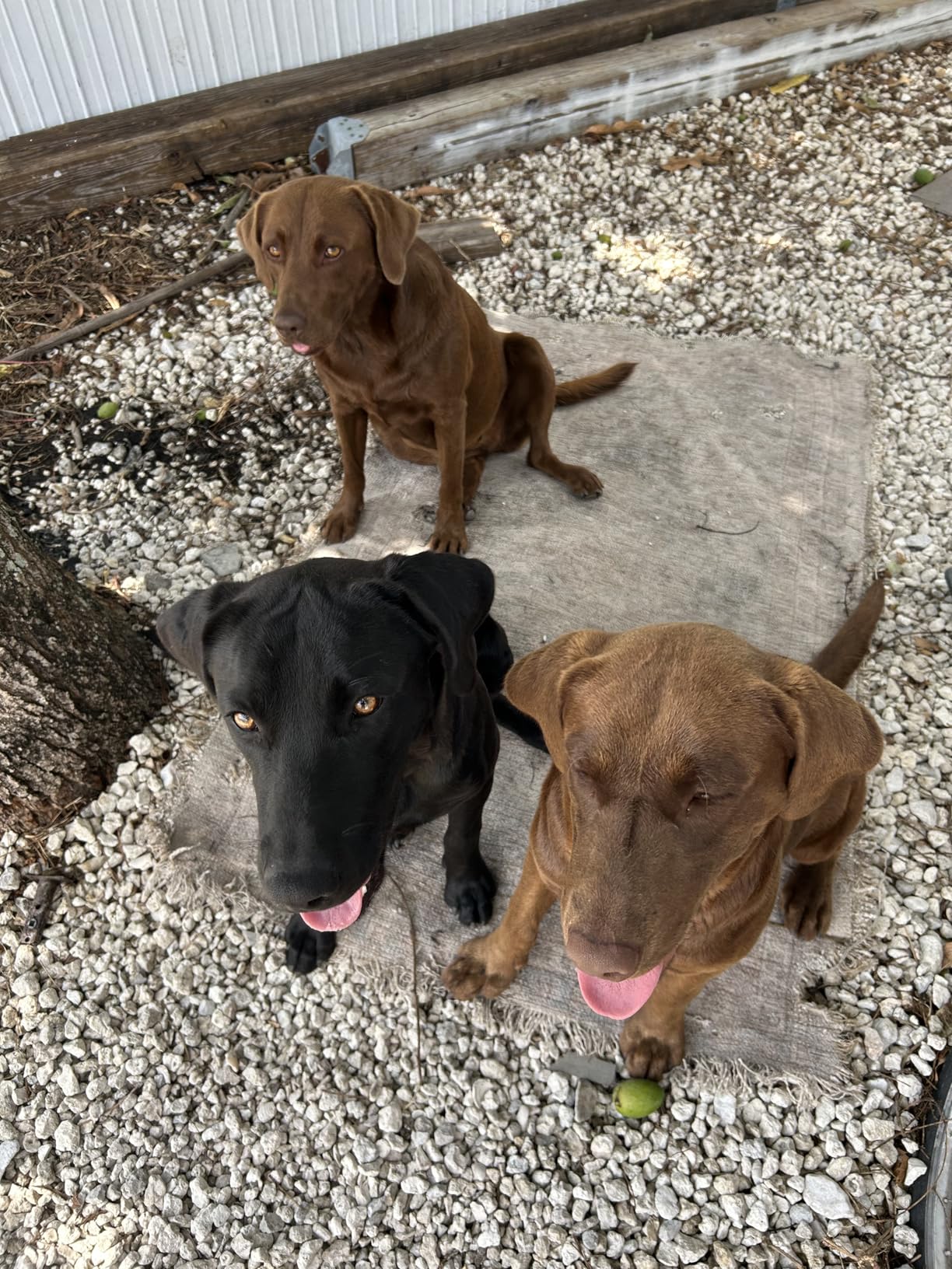 Nutrish Large Breed Real Beef, Pea, Carrot & Brown Rice Recipe Whole Health Blend Dry Dog Food, 40 lb. Bag (Rachael Ray) customer photo 2