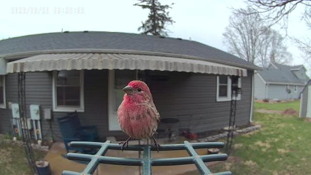 Smart Bird Feeder with Camera Solar Powered, 2K HD Video, AI Bird Species Identification, Instant Arrival Alerts, Weatherproof Design for Effortless Birdwatching, Best Gift for BirdLovers, Red customer photo 1