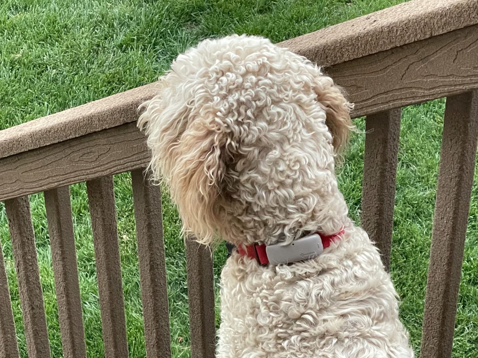 Tractive GPS Dog Tracker (2025 Release) Real-time Pet Location Tracker | Health & Wellness Alerts | Virtual Fence for Dogs | Bark Monitoring customer photo 1