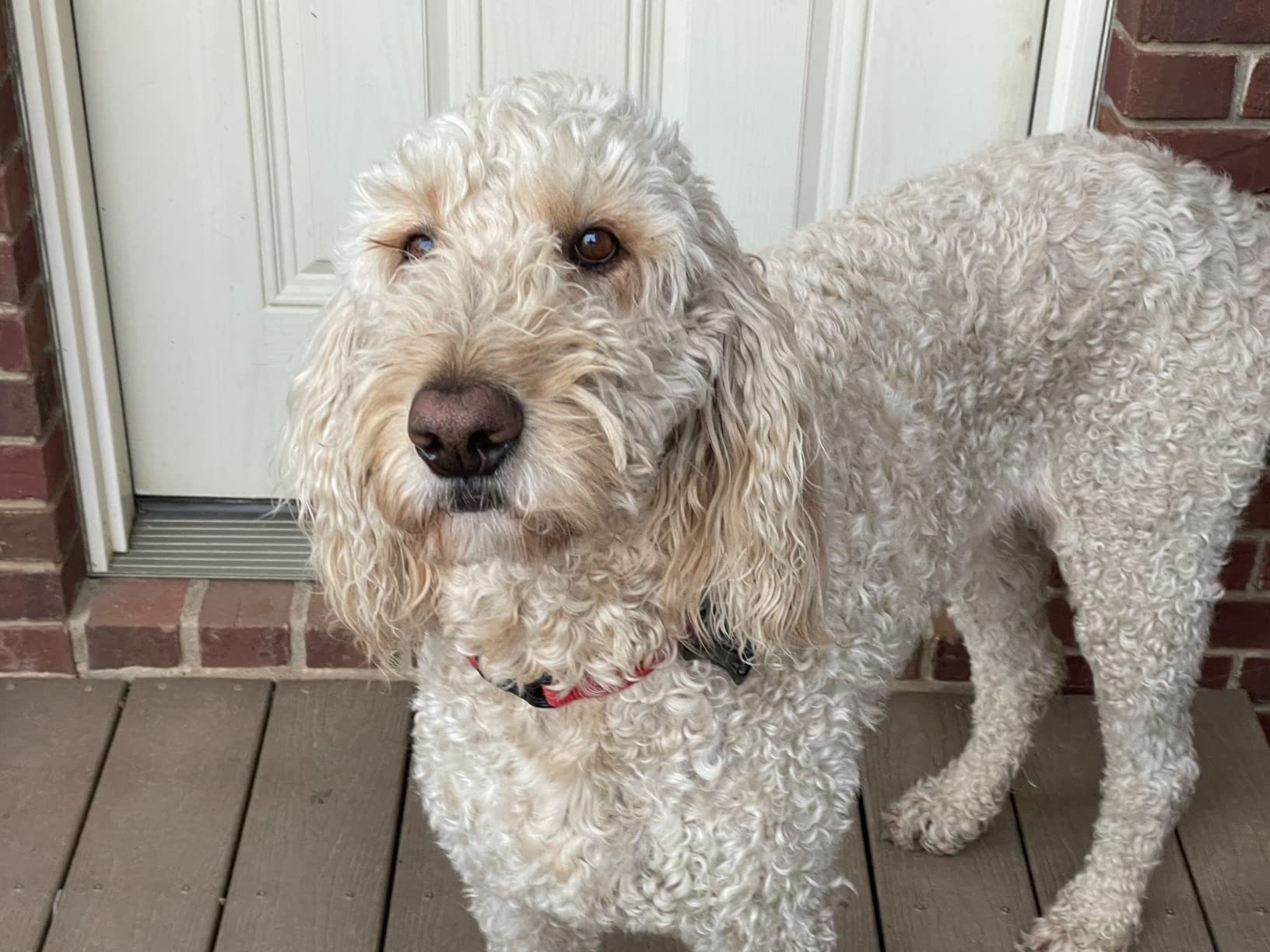 Tractive GPS Dog Tracker (2025 Release) Real-time Pet Location Tracker | Health & Wellness Alerts | Virtual Fence for Dogs | Bark Monitoring customer photo 2