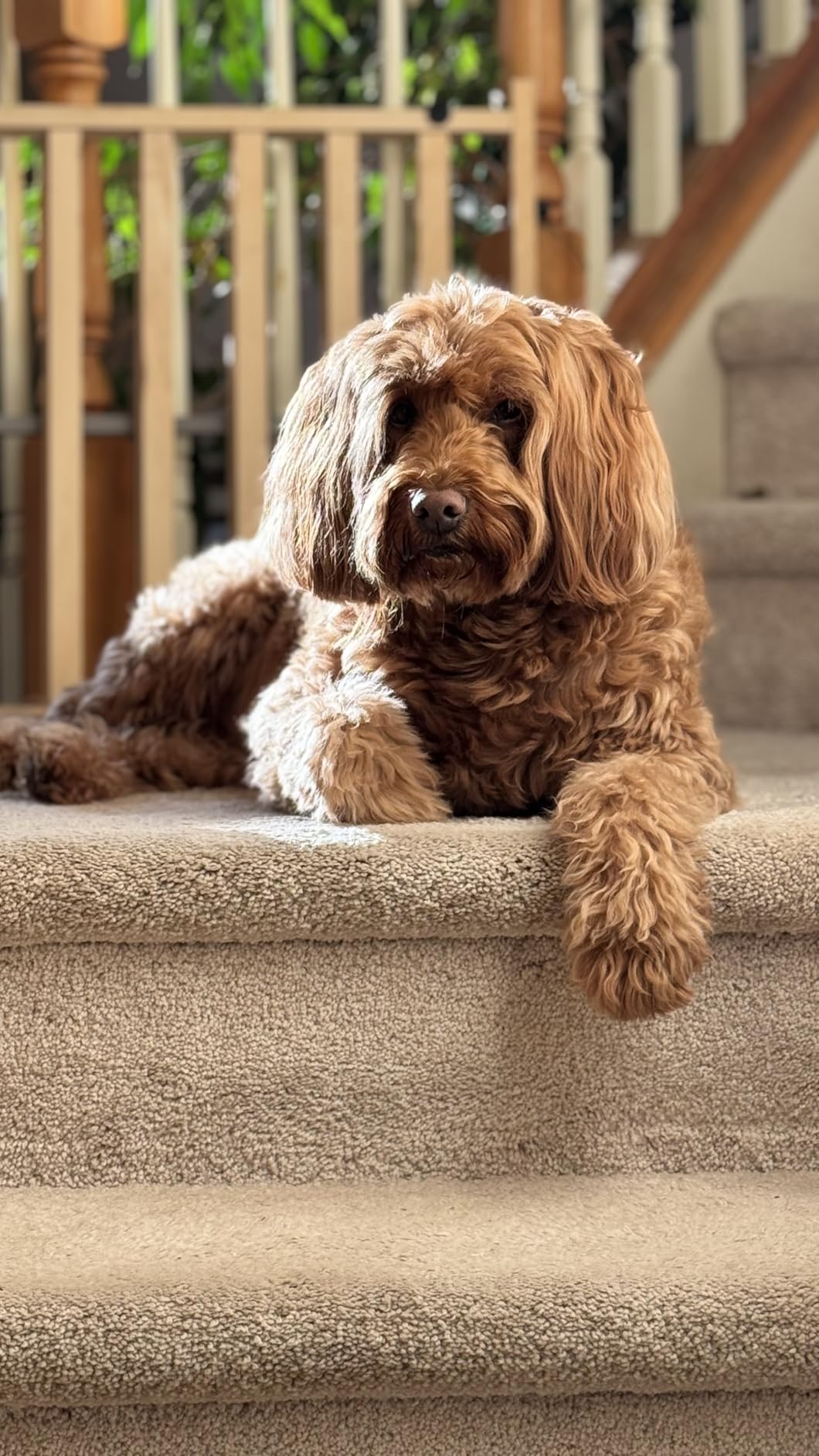 NexGard (afoxolaner) Flea and Tick Protection for Dogs Oral Soft Beef Flavored Chewables, 24.1 to 60 lbs. (Purple Box) 1 Chew (1 Month Supply) customer photo 1