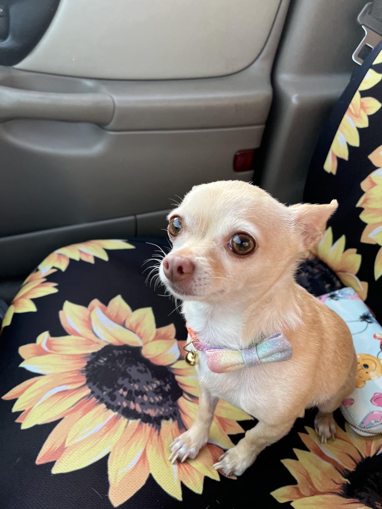 NexGard (afoxolaner) Flea and Tick Protection for Dogs Oral Soft Beef Flavored Chewables, 24.1 to 60 lbs. (Purple Box) 1 Chew (1 Month Supply) customer photo 2