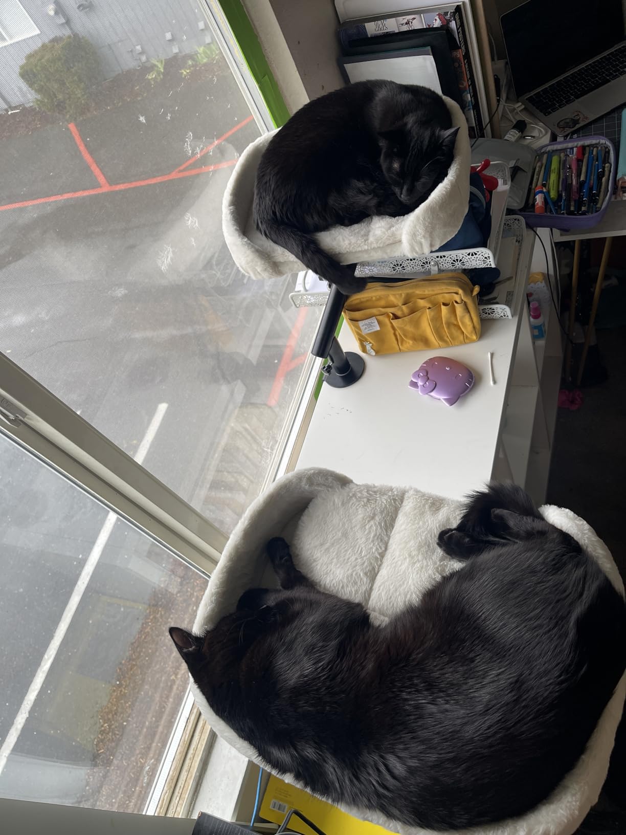 PAWZ Road Cat Desk Bed for Indoor Cats, Cat Bed for Desk Supports Up to 50 lbs, 360 Degrees Rotation & Adjustable, Nest Desktop Attachment Cats Hammock for Table, White customer photo 1