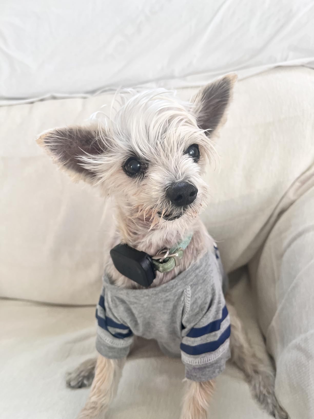 Fi Mini GPS Tracker for Dogs - 6-Month Membership Included - Smart Pet Tracking Collar Attachment - Lightweight, Virtual Fences, Escape Alerts, Step & Health, Waterproof customer photo 1