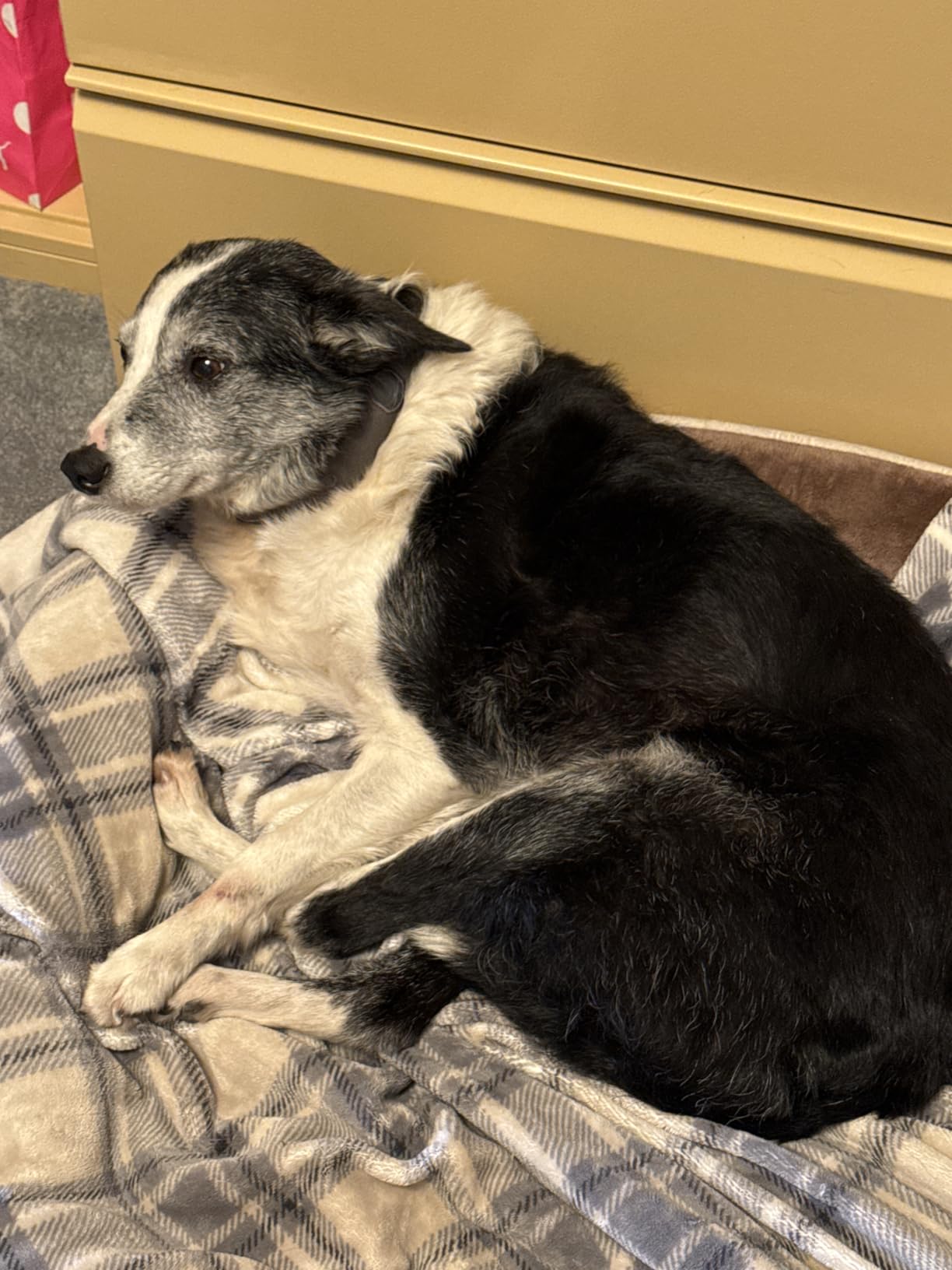 Halo Collar 5 Wireless Dog Fence & GPS Dog Collar, Keep Your Dog Safely Contained Outdoors with App-Controlled Boundaries and Real-Time Tracking, One Size, Midnight customer photo 1