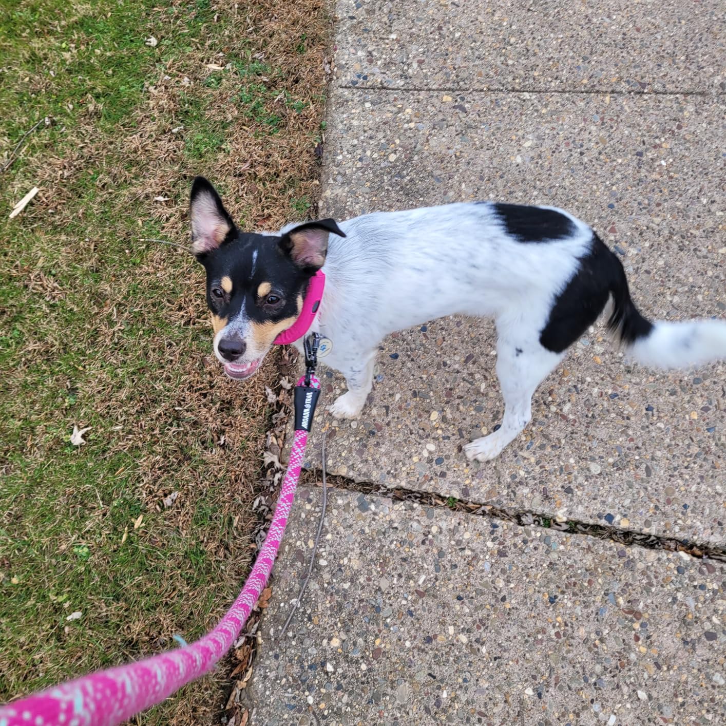 Halo Collar 5 Wireless Dog Fence & GPS Dog Collar, Keep Your Dog Safely Contained Outdoors with App-Controlled Boundaries and Real-Time Tracking, One Size, Midnight customer photo 2