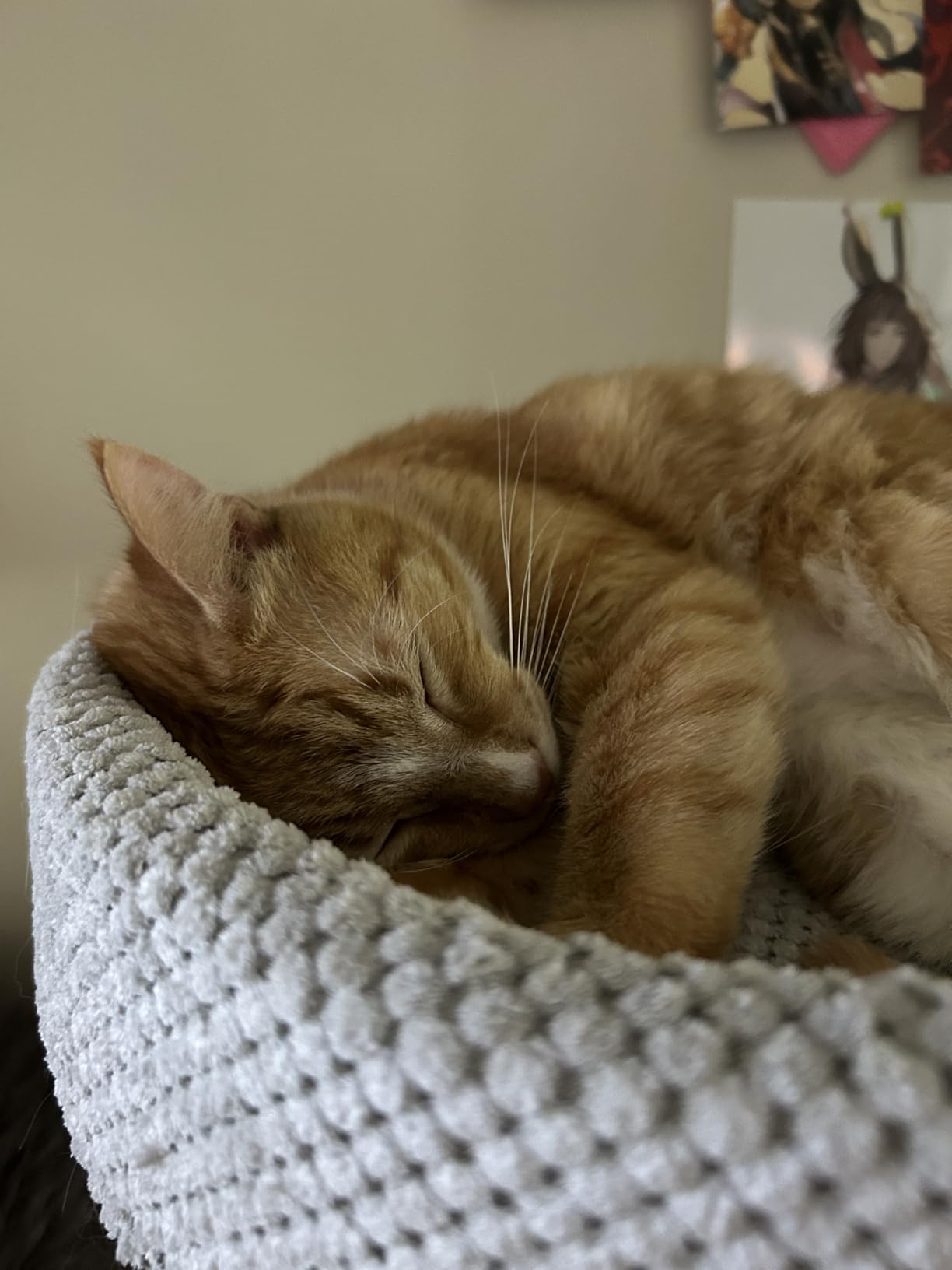 Simcat Modern Desk Cat Bed, Pet Cat Bed for Table Supports Up to 40 lbs, Removable Study Office Game Tables Indoor Cats Desk Beds customer photo 1