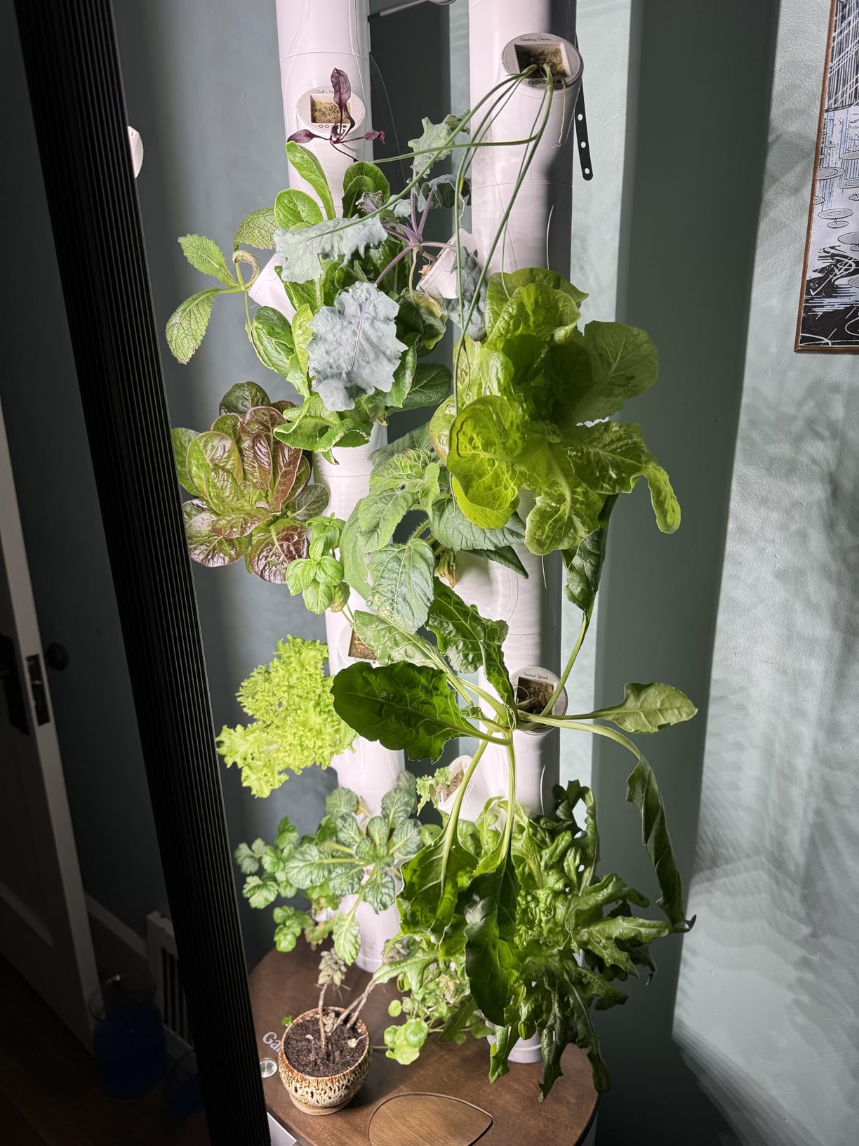Gardyn Home 4 Vertical Hydroponics Growing System Kit - 30 Plants | AI-Powered Smart Garden with LED Grow Lights. Grow pesticide-free, non-GMO greens & veggies at home-safe, recall-free customer photo 2