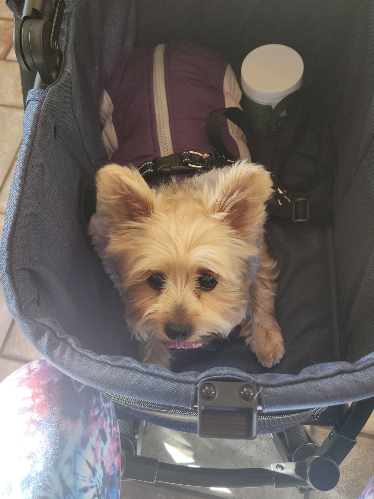 All-Terrain Dog Stroller for Small to Medium Dogs, Pet Stroller for Dogs & Cats Outdoor Walks, One-Hand Easy Fold, Double-Layer Anti-UV & Waterproof Canopy & Breathable Mesh, Mocha Brown customer photo 1