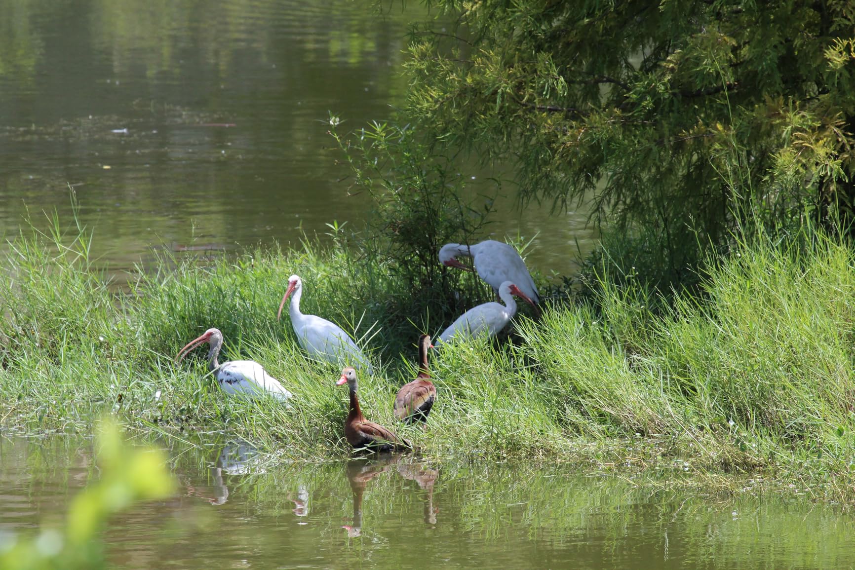 EF 100-400mm f/4.5-5.6L IS USM Telephoto Zoom Lens for Canon SLR Cameras customer photo 1
