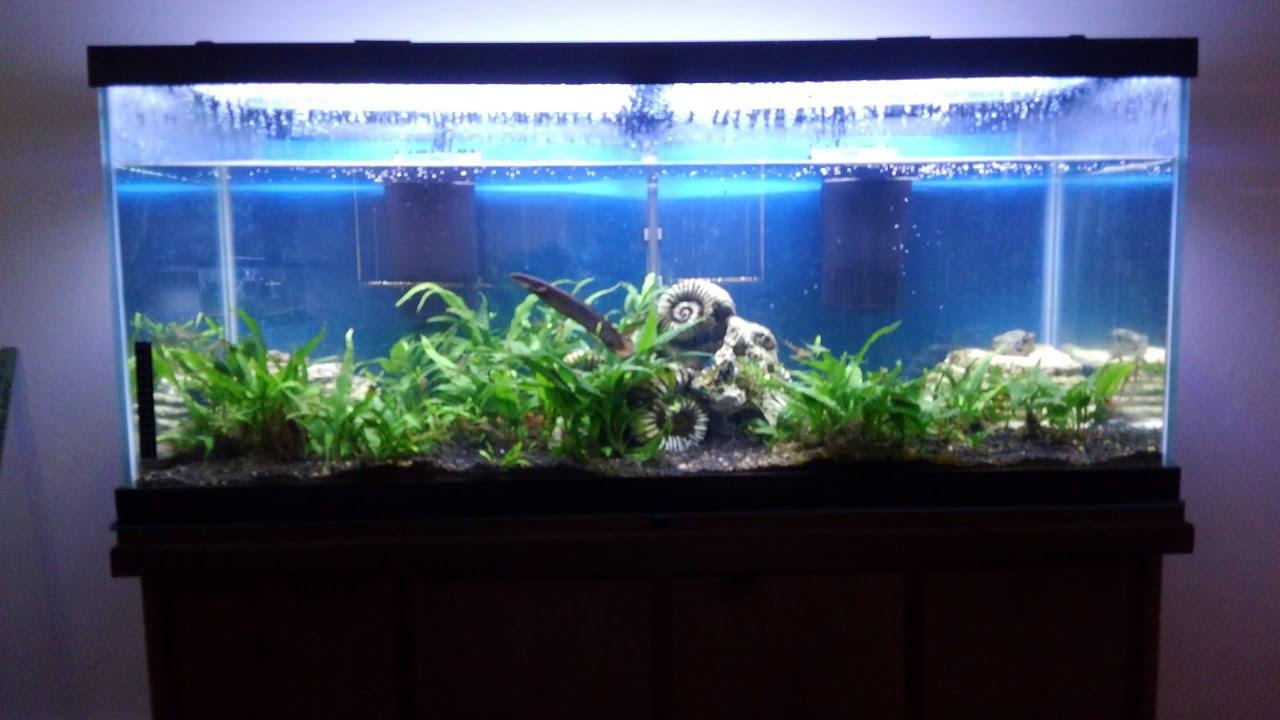 Tetra Whisper Internal Filter 10 To 30 Gallons, For aquariums, In-Tank Filtration With Air Pump customer photo 1