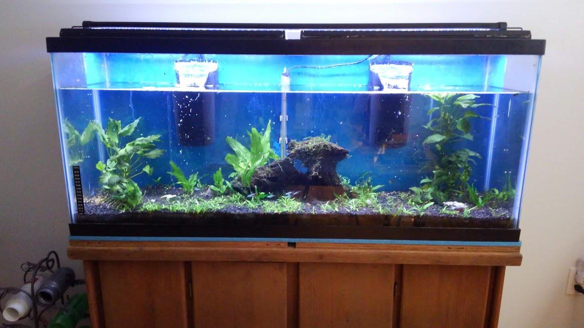 Tetra Whisper Internal Filter 10 To 30 Gallons, For aquariums, In-Tank Filtration With Air Pump customer photo 2