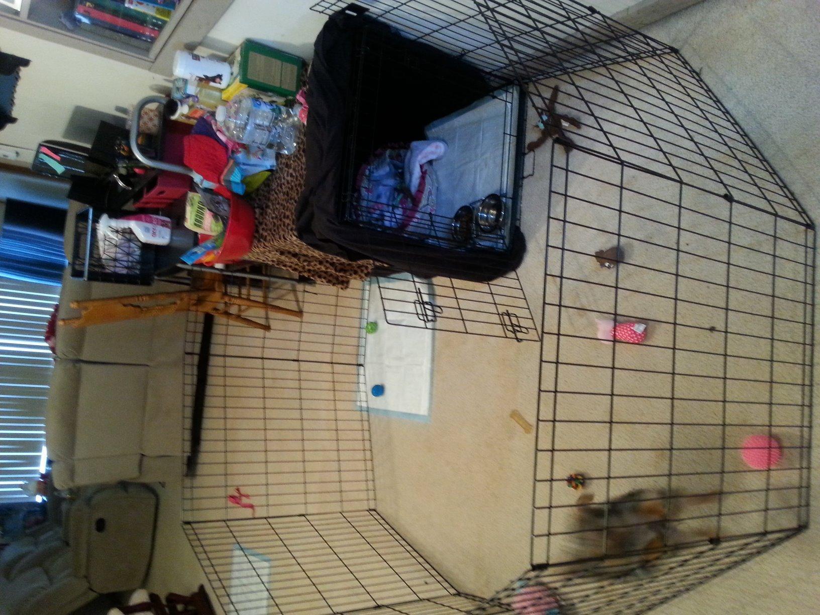 MidWest Homes for Pets 24-Inch Exercise Pen, for Indoor and Outdoor use, 16 Sq Feet of Play, Folding Dog Pen, No Door Design customer photo 2