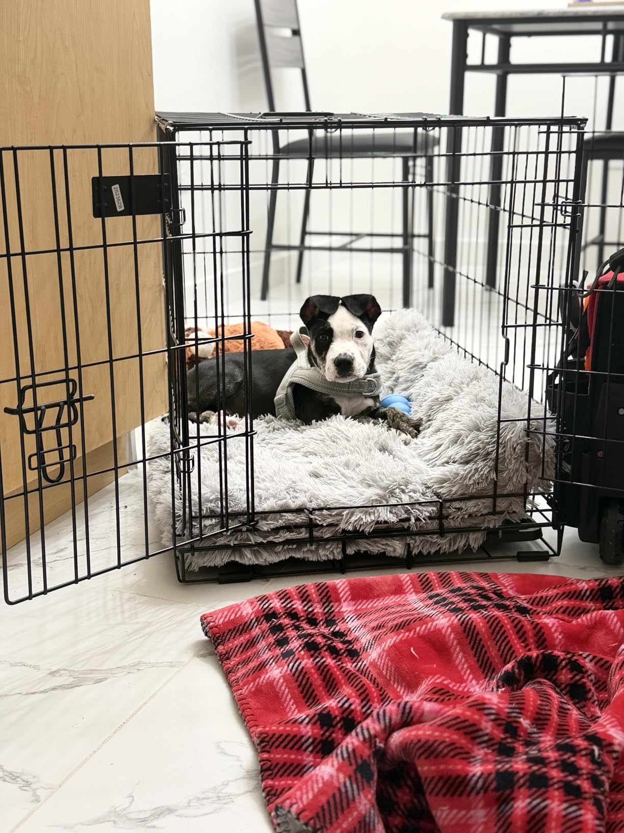 MidWest Homes for Pets 42-Inch iCrate for Large Breeds, 71-90 lbs, Single Door Folding Dog Crate with Divider Panel, Leak-Proof Tray & Secure Latch, Portable, Durable & Easy to Assemble customer photo 1