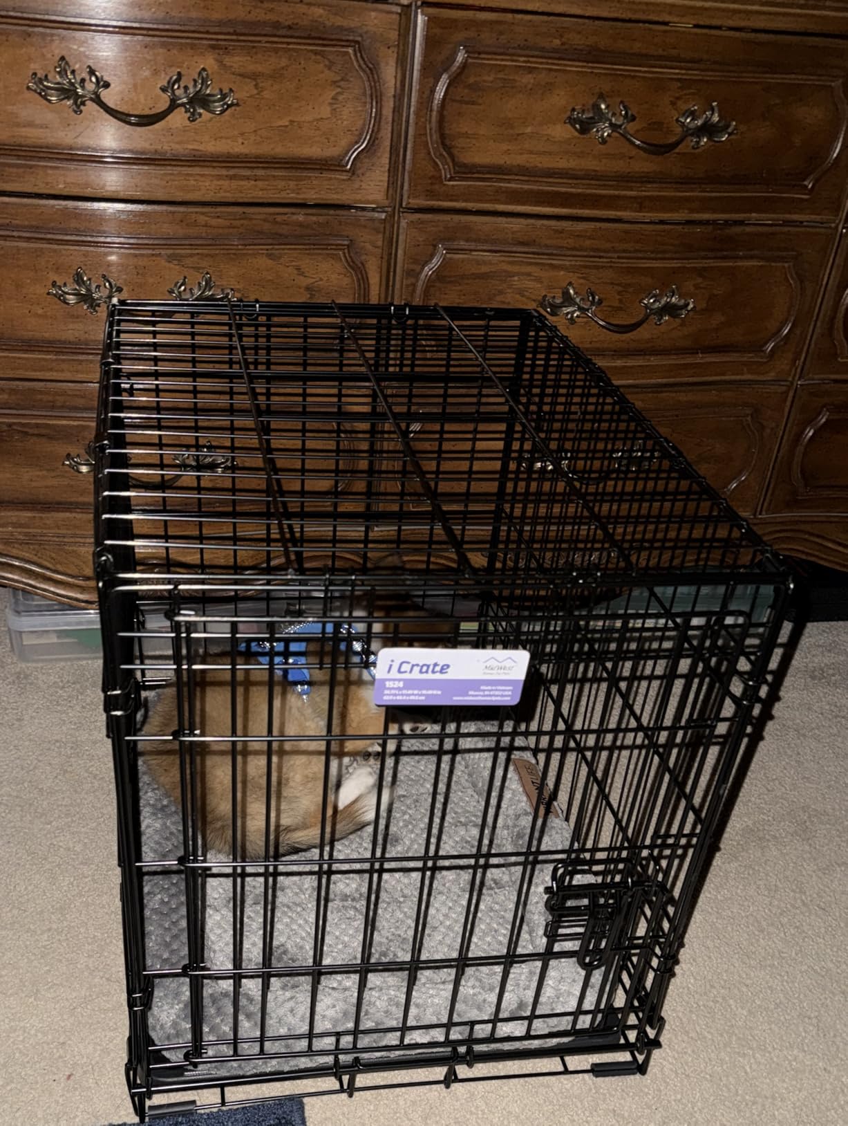 MidWest Homes for Pets 42-Inch iCrate for Large Breeds, 71-90 lbs, Single Door Folding Dog Crate with Divider Panel, Leak-Proof Tray & Secure Latch, Portable, Durable & Easy to Assemble customer photo 2