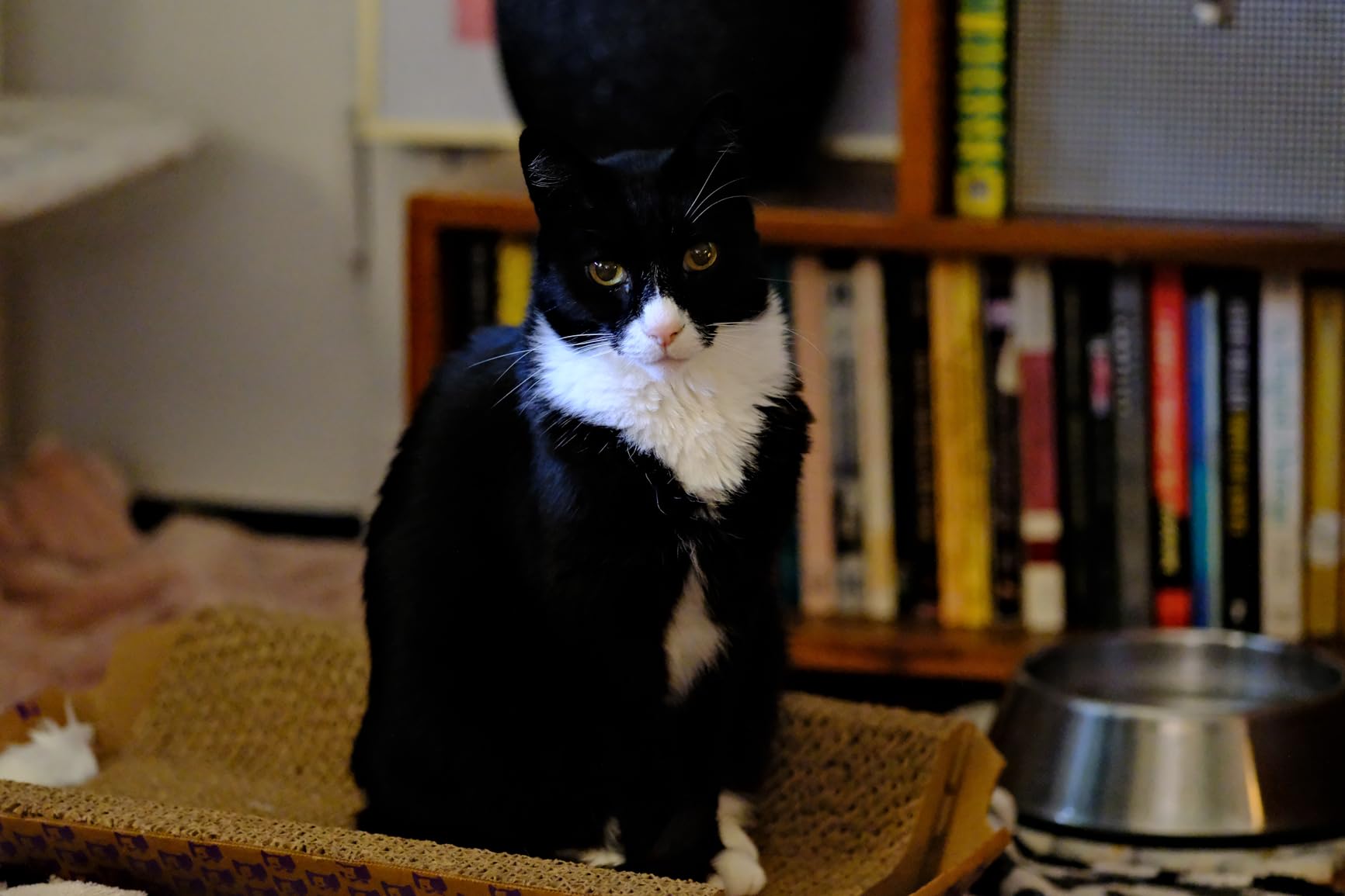 Fujifilm XF90mmF2 R LM WR customer photo 2