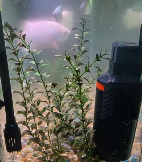 MarineLand Magnum Polishing Internal Canister Filter, For aquariums Up To 97 Gallons, 10.5 IN (ML90770) customer photo 1