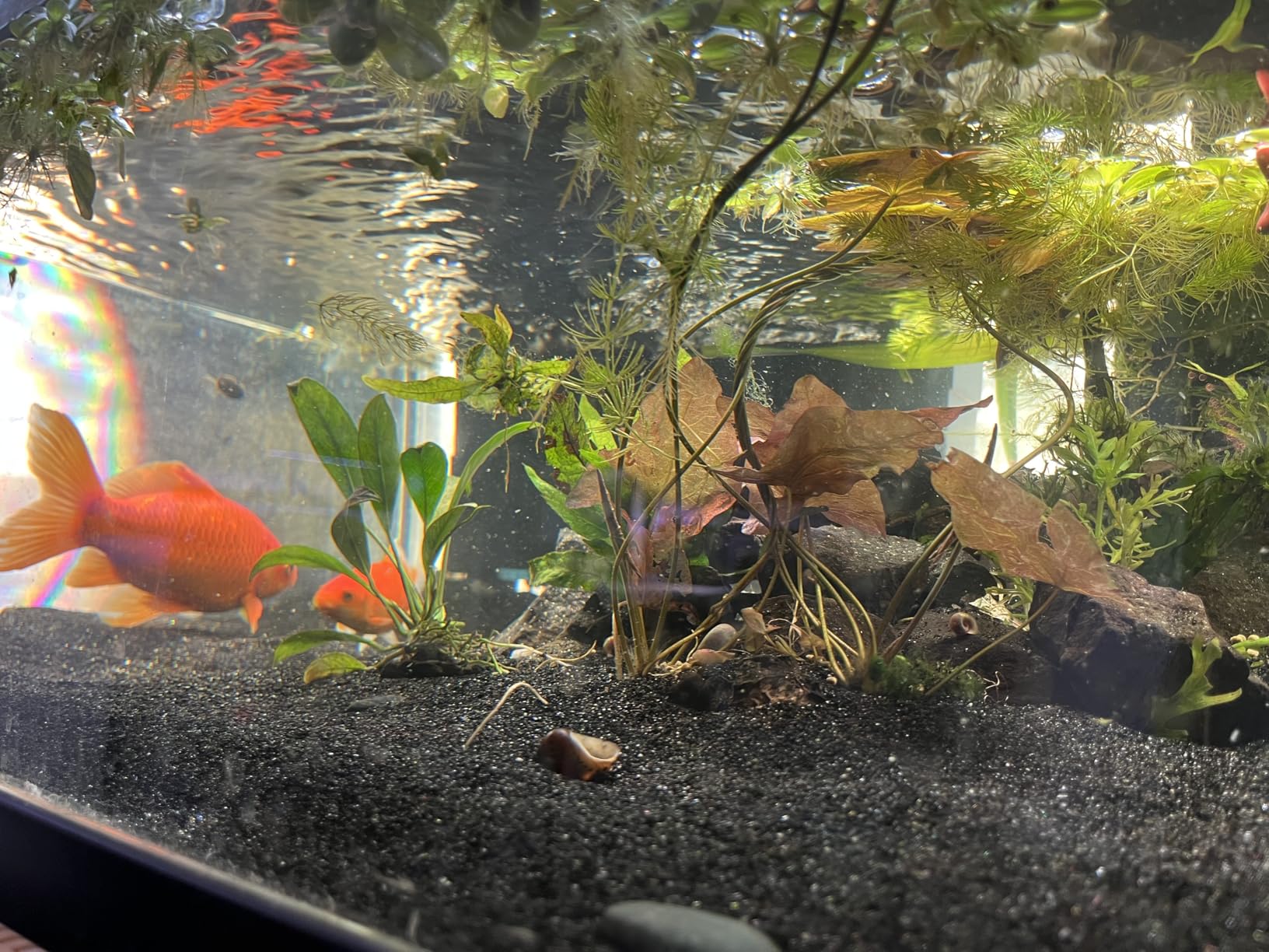 SeaChem - Large Aquarium Fish Tank Filter, Tidal 110 Gallon (400 Liters) by Sicce customer photo 2