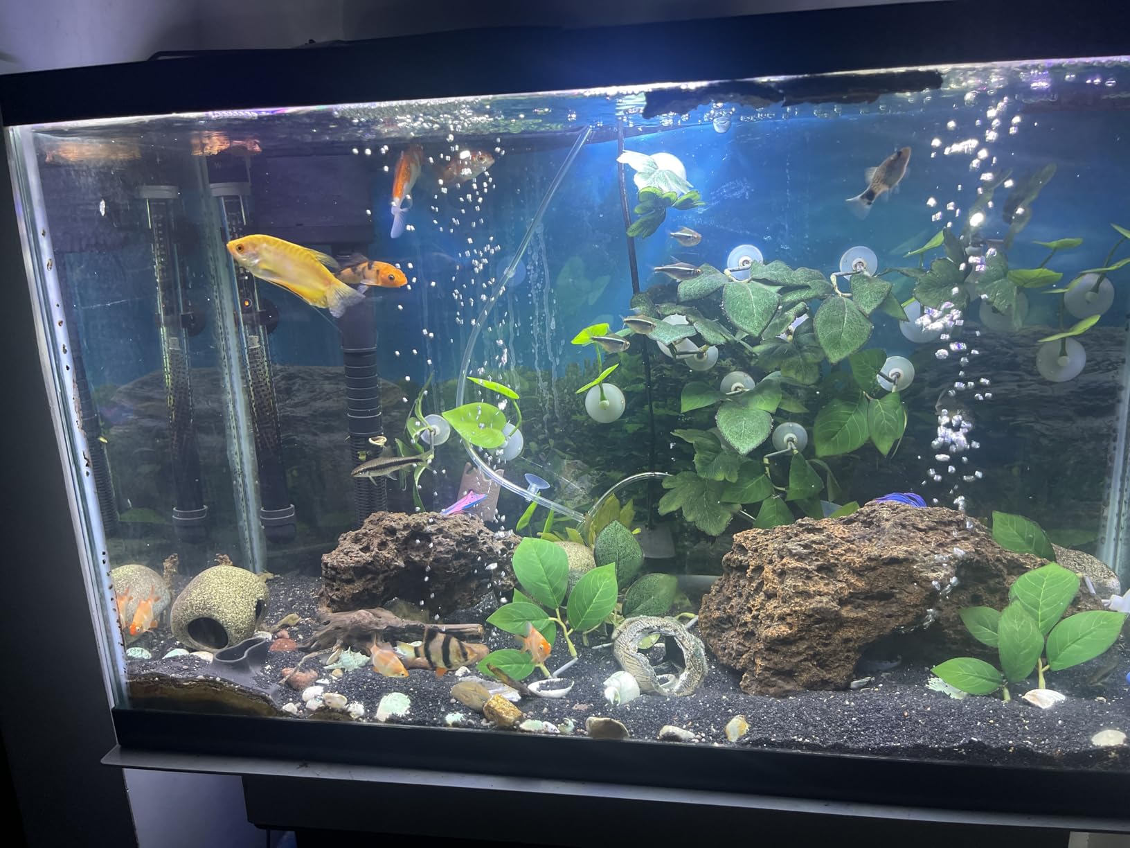 Tetra Whisper IQ Power Filter 45 Gallons, 215 GPH, With Stay Clean Technology customer photo 1