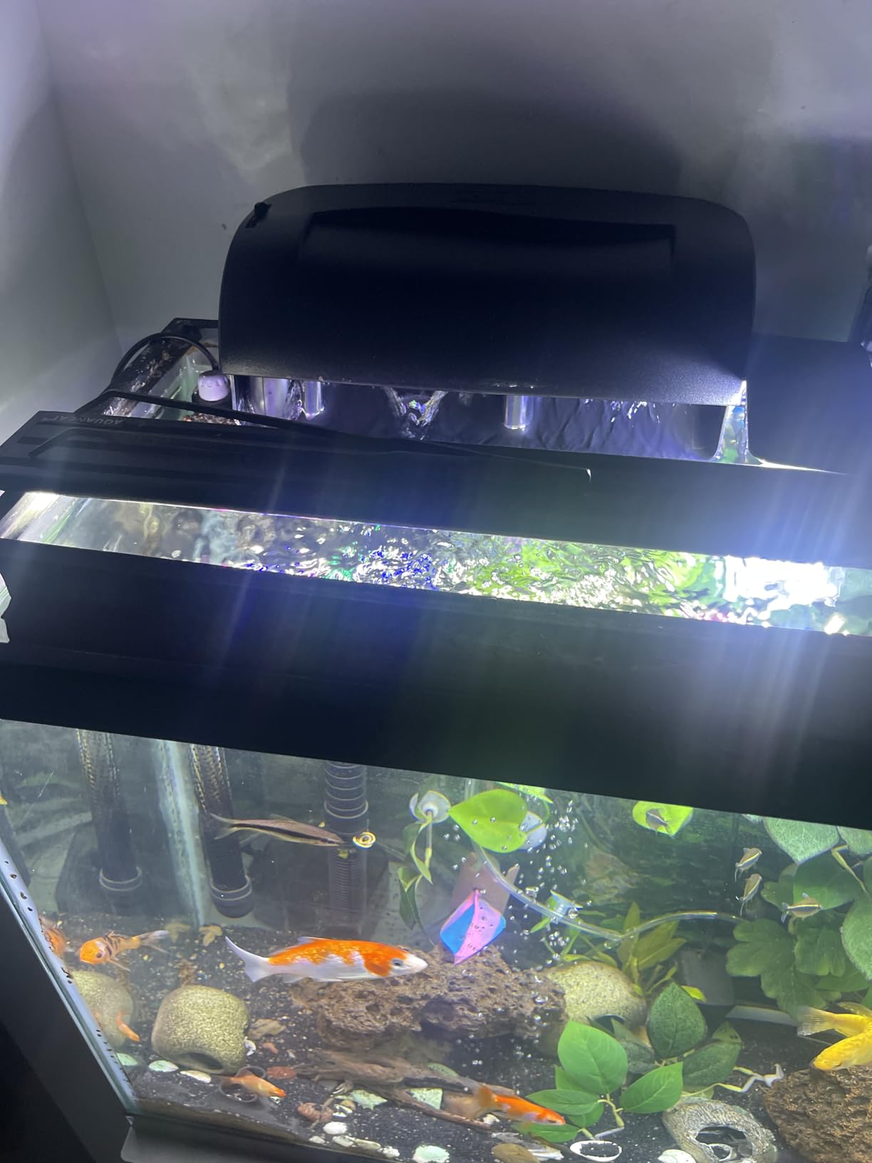 Tetra Whisper IQ Power Filter 45 Gallons, 215 GPH, With Stay Clean Technology customer photo 2