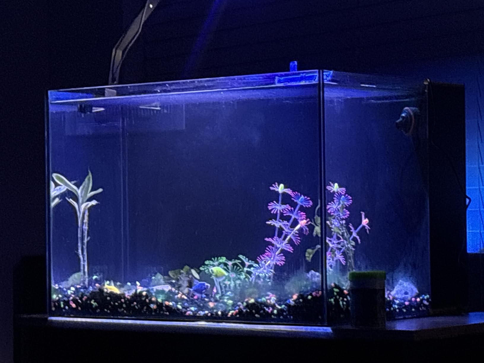 Landen 45P 15 Gallon Ultra Clear All Glass Rimless Low Iron Aquarium Tank with Rear Filtration Chamber(Return Pump Included)for Salt and Fresh Water.17.7''Wx17.7''Dx15.8''H in(45x45x40cm)6mm Thickness customer photo 1