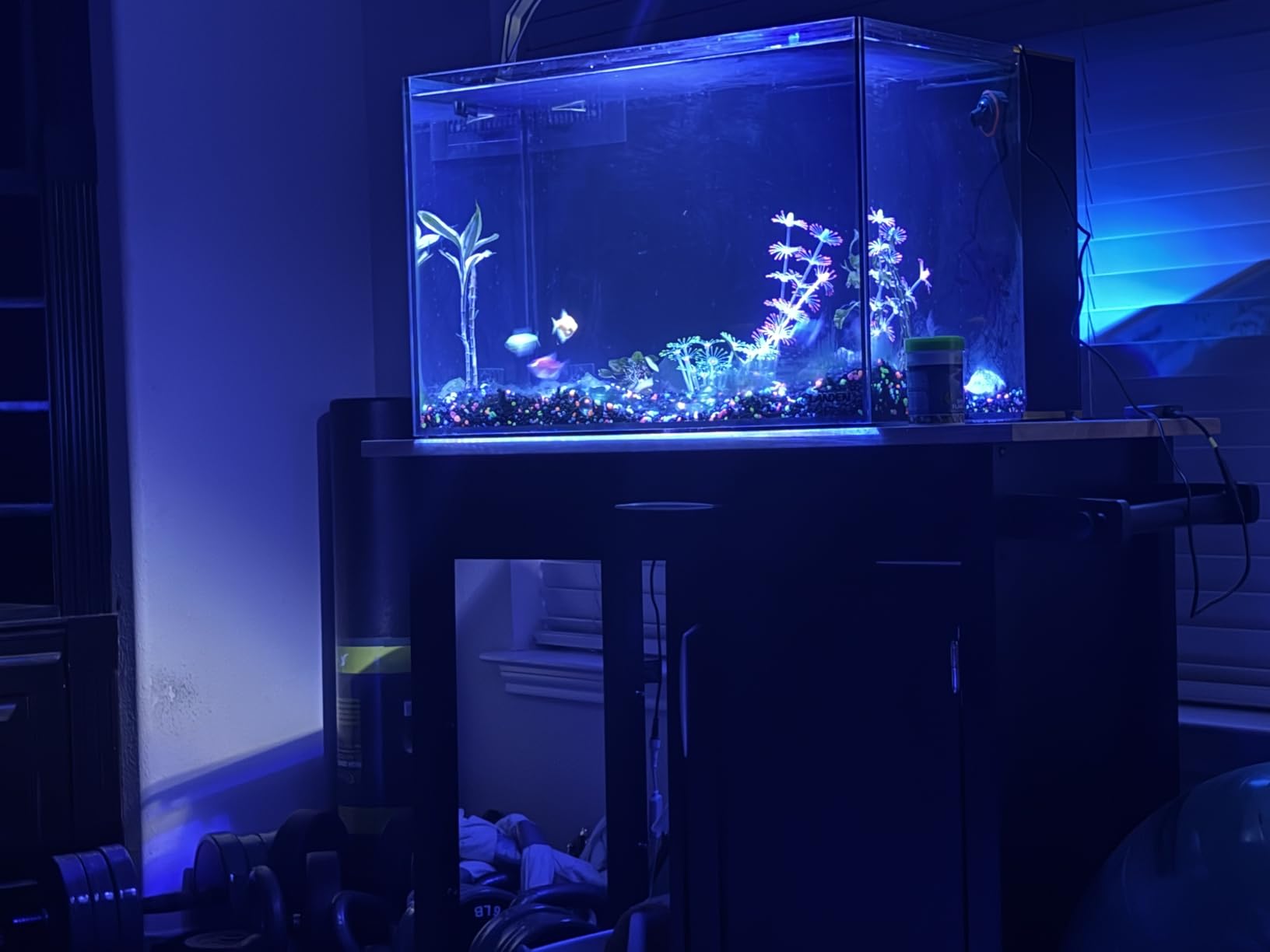 Landen 45P 15 Gallon Ultra Clear All Glass Rimless Low Iron Aquarium Tank with Rear Filtration Chamber(Return Pump Included)for Salt and Fresh Water.17.7''Wx17.7''Dx15.8''H in(45x45x40cm)6mm Thickness customer photo 2