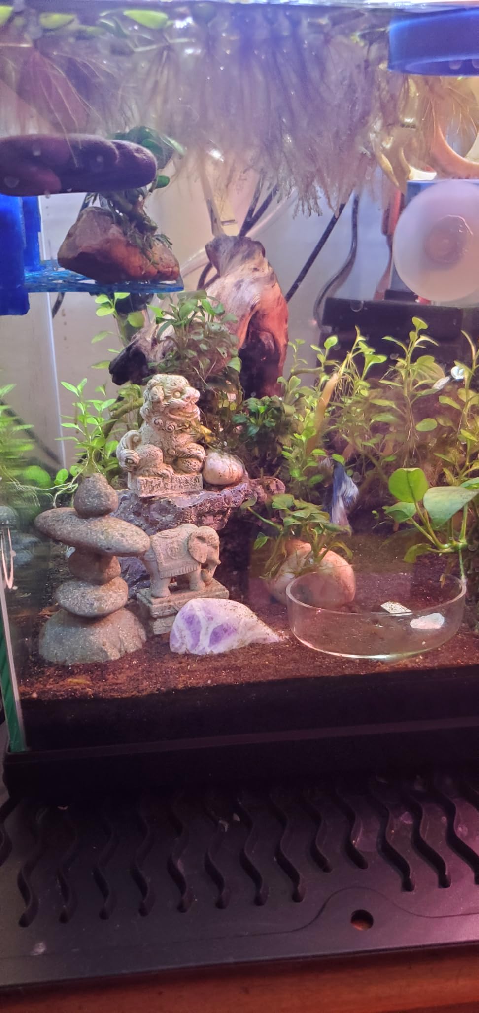 Aquatop Pisces Bullet Shaped Glass Aquarium - Nano Aquarium Kit, for Salt & Freshwater Fish Tanks - Mechanical, Chemical & Biological Filtration customer photo 1