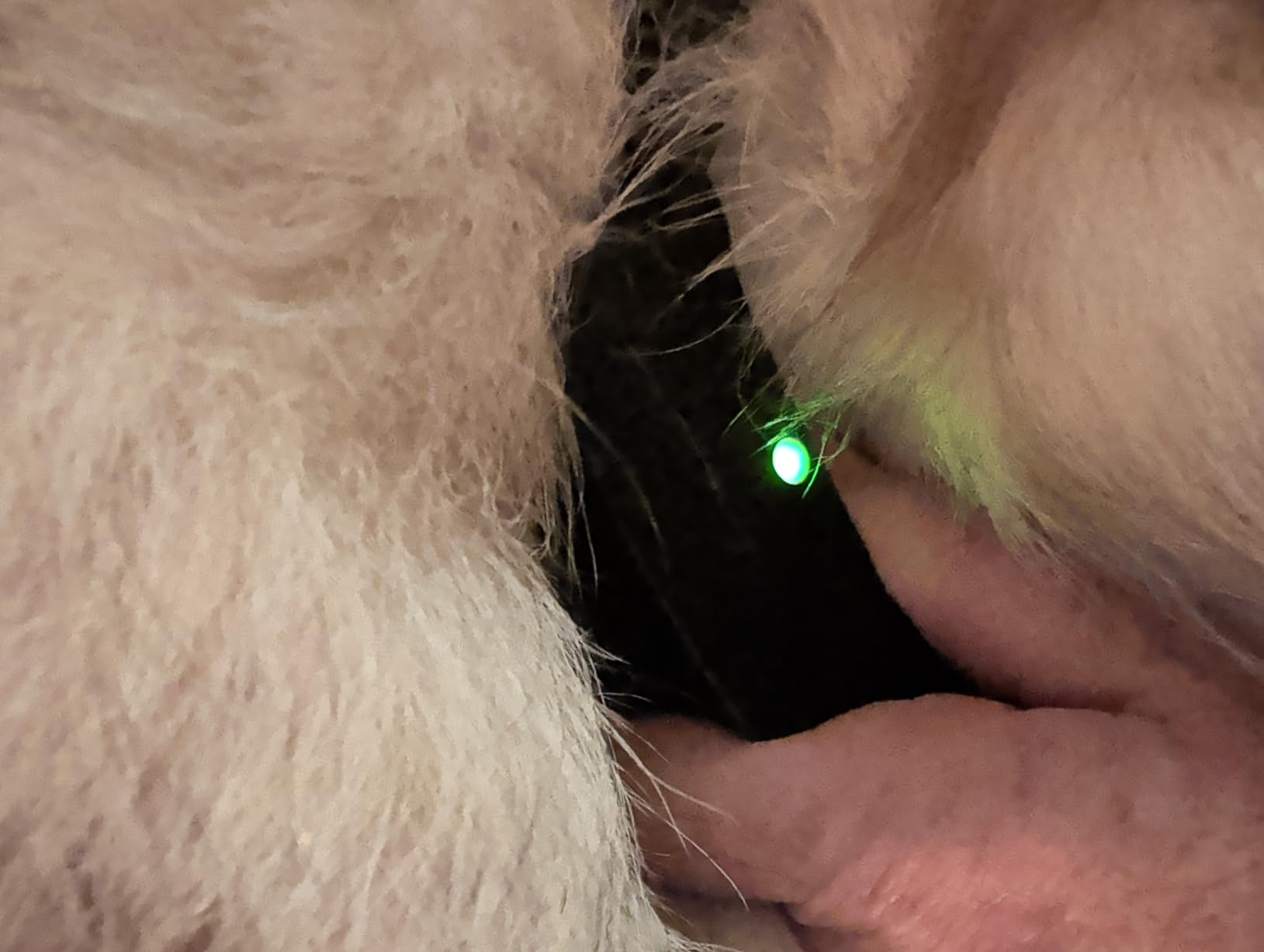 SportDOG Brand Rechargeable In-Ground Fence System - 2 Dog customer photo 2