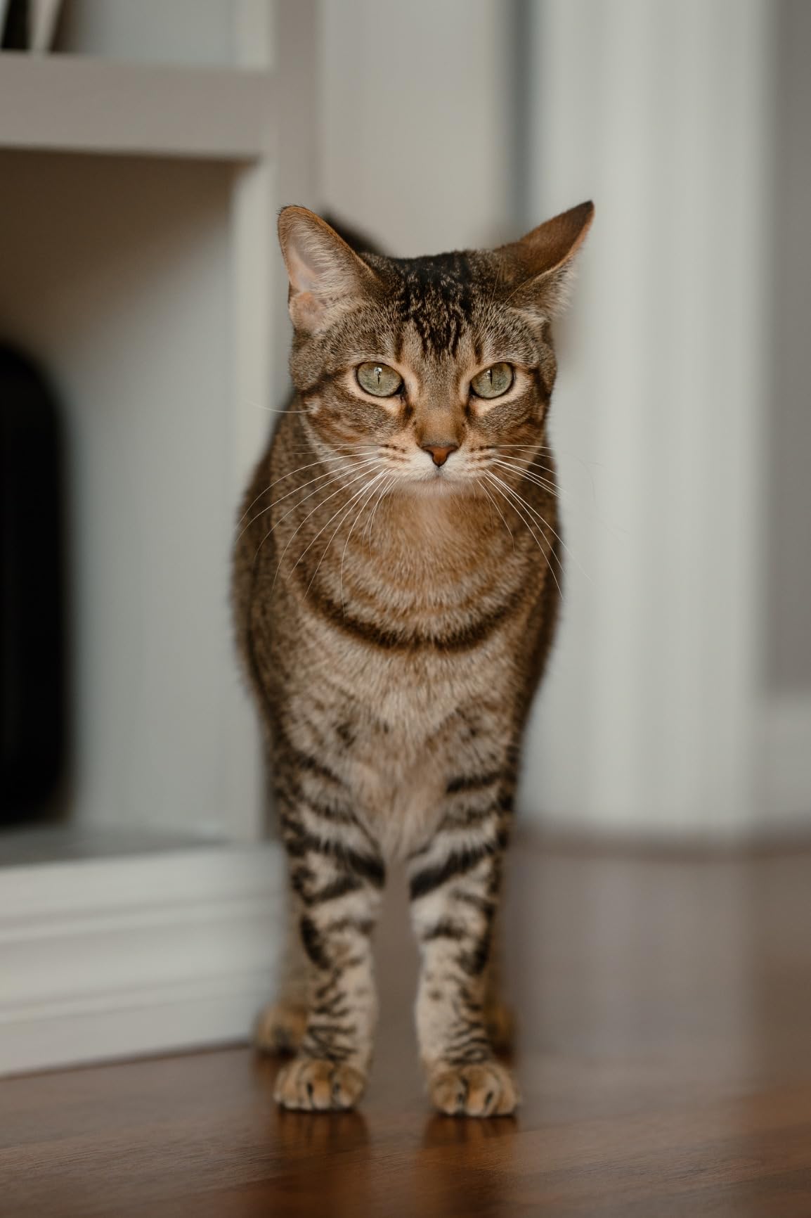 Sigma 85mm F1.4 DG DN Sony E, Black customer photo 1
