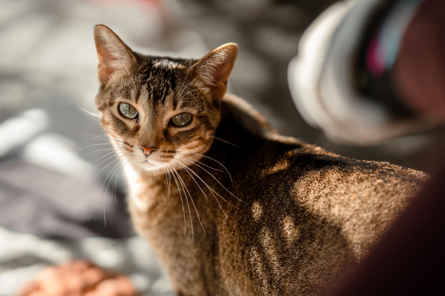 Sigma 85mm F1.4 DG DN Sony E, Black customer photo 2