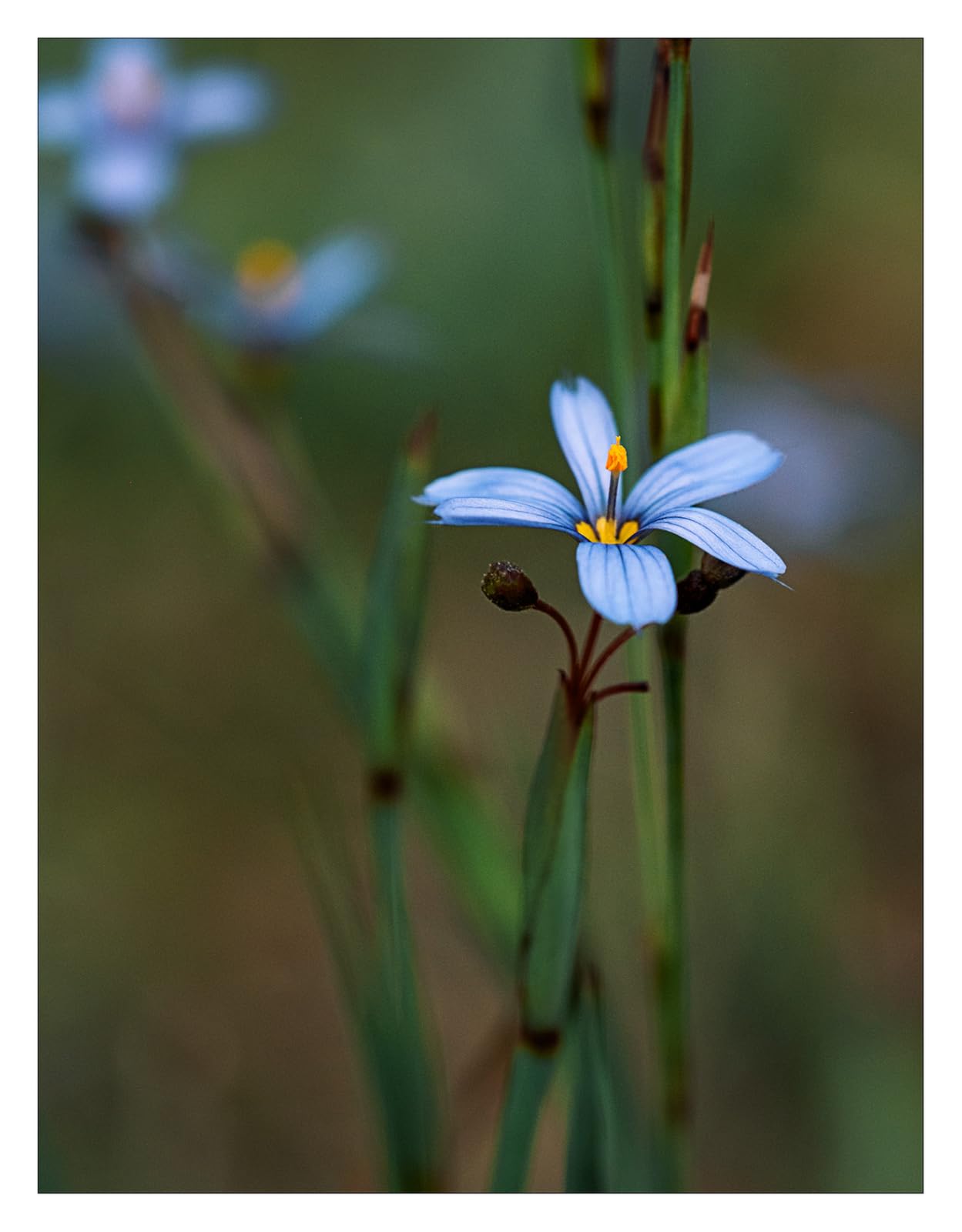 Fujifilm Fujinon XF70-300mmF4-5.6 LM OIS WR customer photo 1