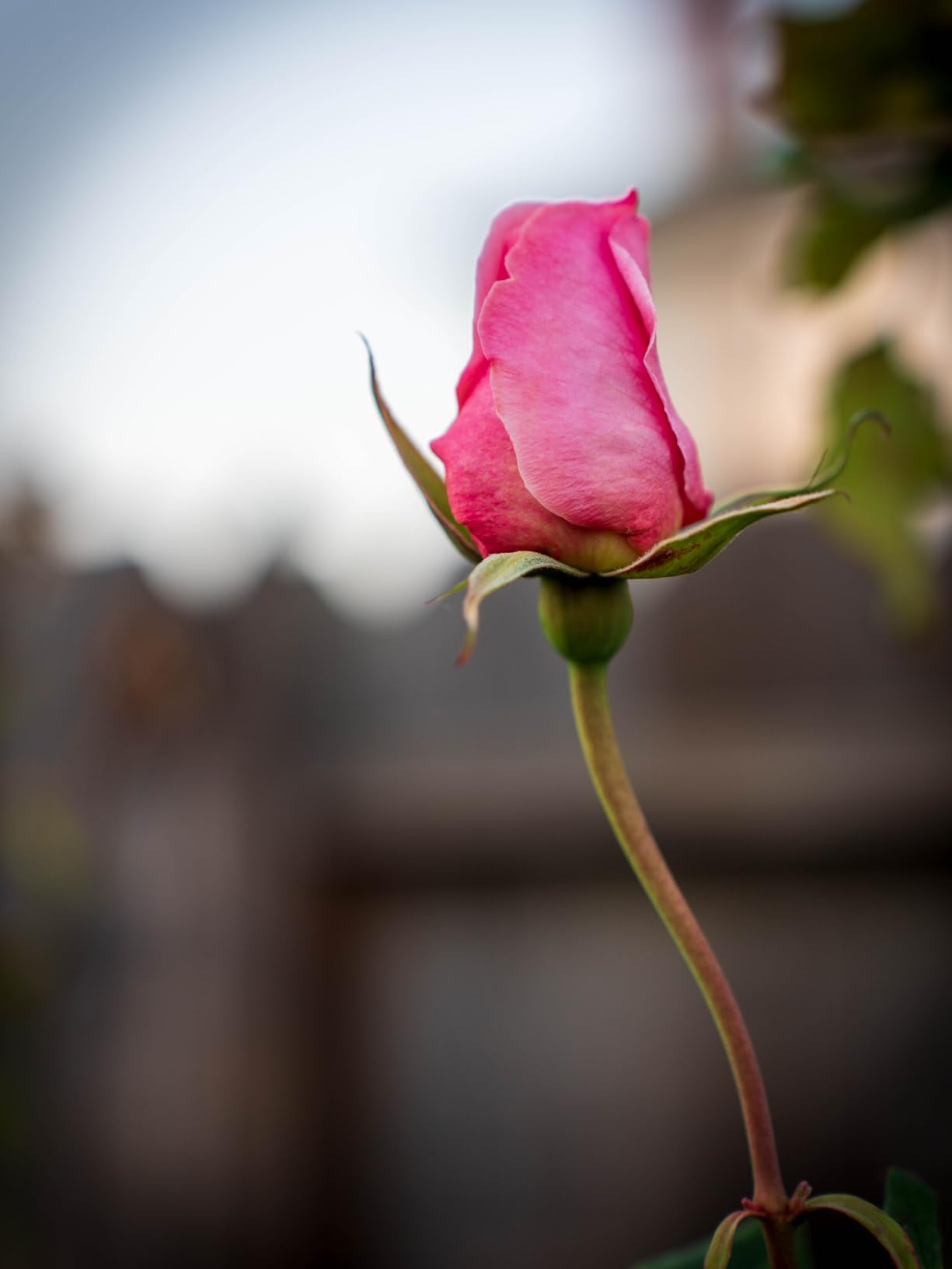 28-75mm F/2.8 Di III VXD G2 for Sony E-Mount Full Frame/APS-C (6 Year Limited USA Warranty) customer photo 1