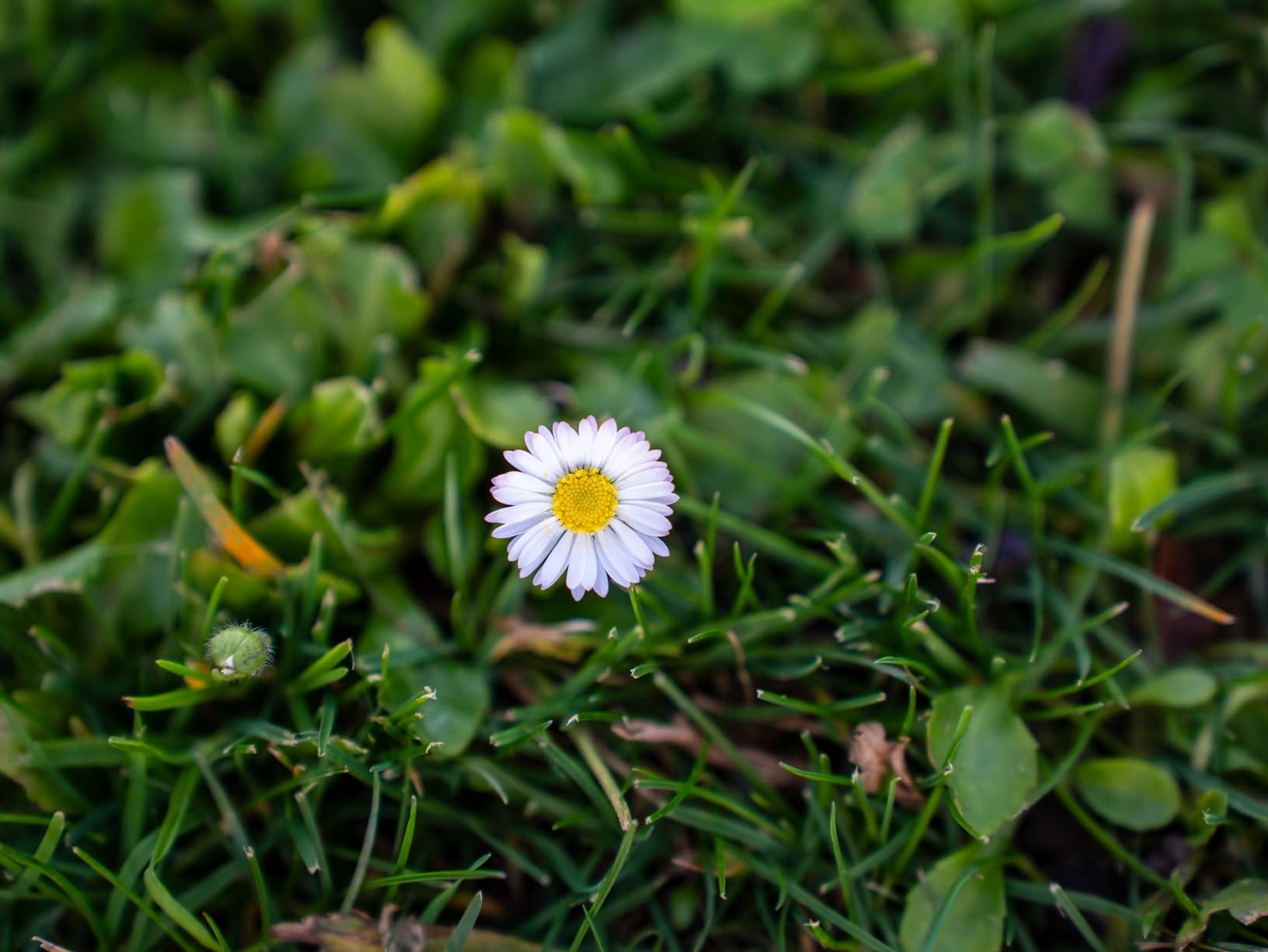 28-75mm F/2.8 Di III VXD G2 for Sony E-Mount Full Frame/APS-C (6 Year Limited USA Warranty) customer photo 2