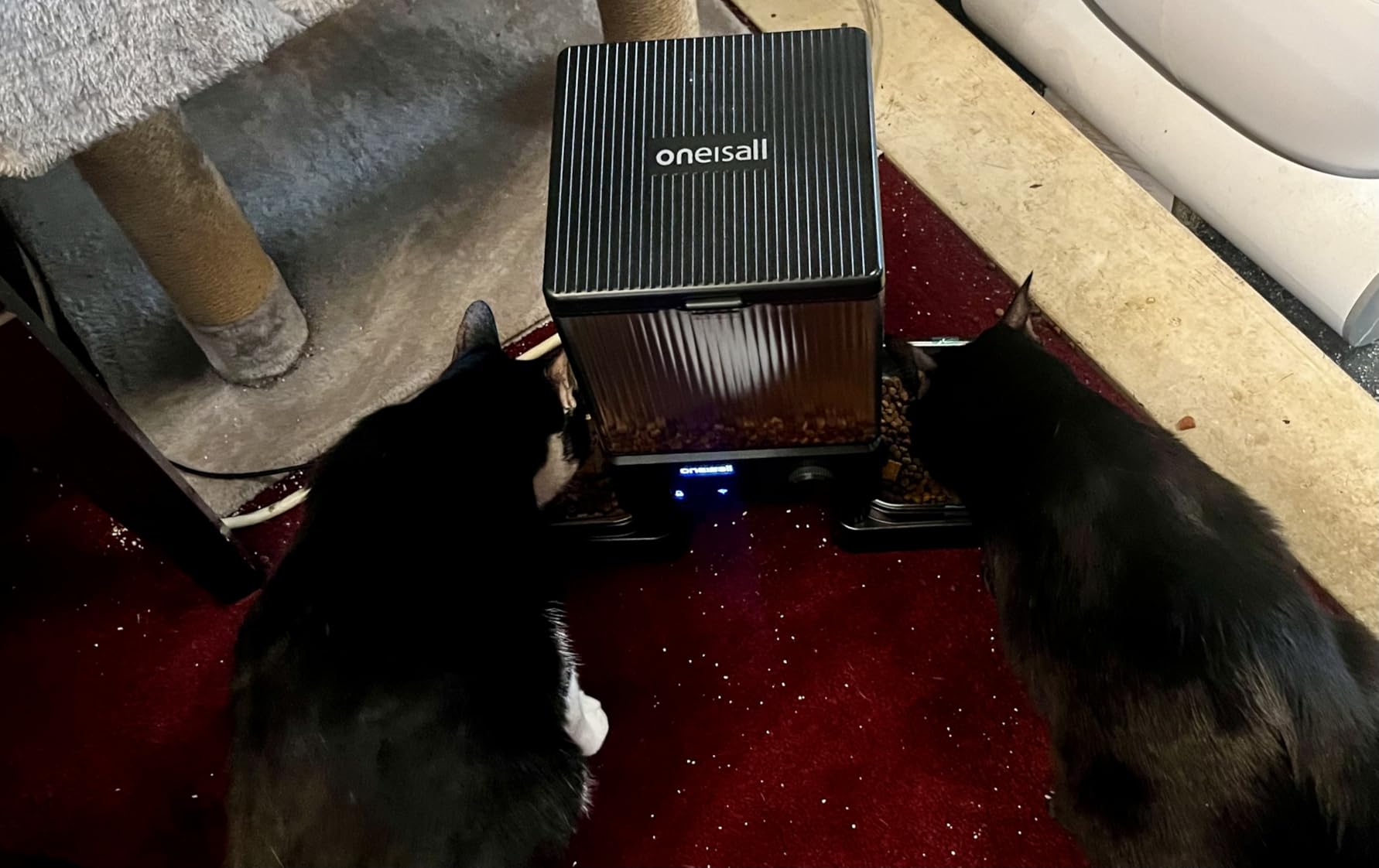 oneisall Automatic Cat Feeder with 5G WiFi, Automatic Cat Food Dispenser for 2 Cats Small Pets, 20 Cups/5L Timed Dry Food Dispenser with APP Control customer photo 2
