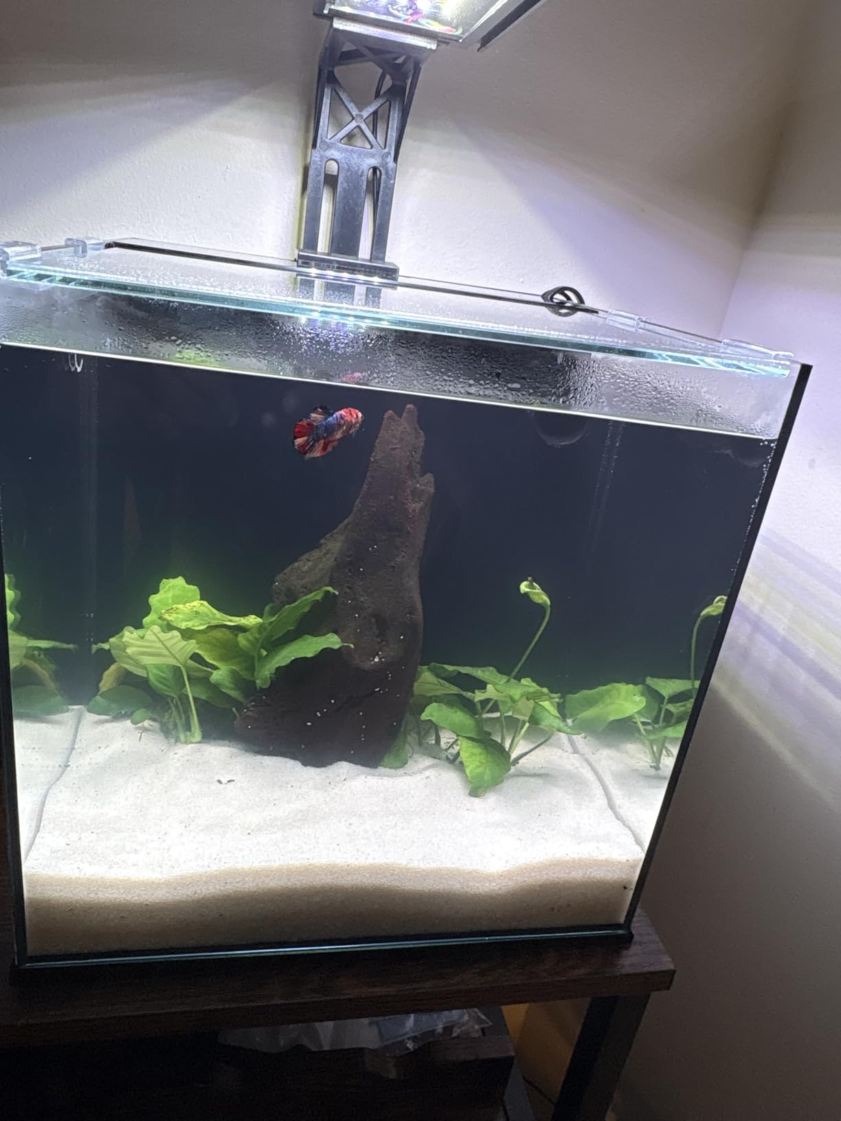 Ultum Nature Systems Dual AIO - Freshwater/Saltwater Compatible All in One Rimless Tank with Triple Chamber Filtration System, Integrated Filter Aquarium w/Leveling Mat - 17 Gallon, 40A, Black customer photo 2