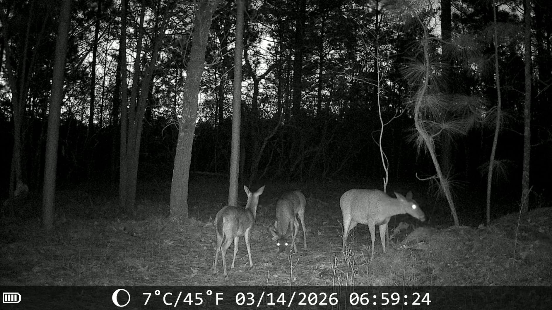 MAXDONE Solar WiFi Trail Camera Bluetooth Game Camera, 4K 64MP Wildlife Cameras 2000mAh Built-in Battery Rechargeable Power Hunting Cameras with Night Vision Trail Cam Bluetooth Wi-Fi Deer Cams customer photo 2