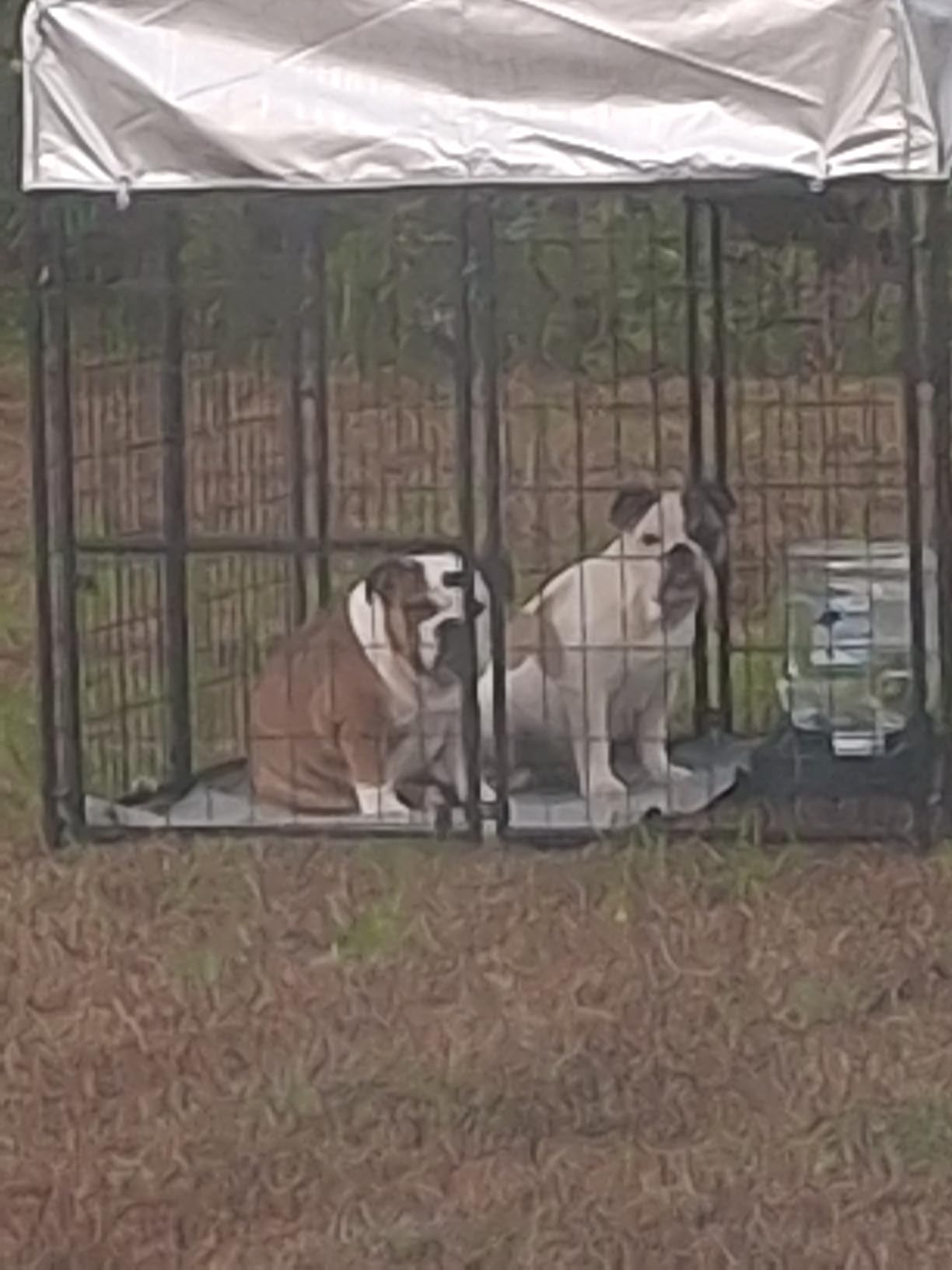 Dog Kennel Outdoor, Large Outside Dog Kennel with Roof & Swivel Feeders/Removable Doggy Door Allow Connecting Your Dog House, Heavy Duty Dog Run Pen for Medium/Large Dogs (8'L x 4'W x 6'H) customer photo 1