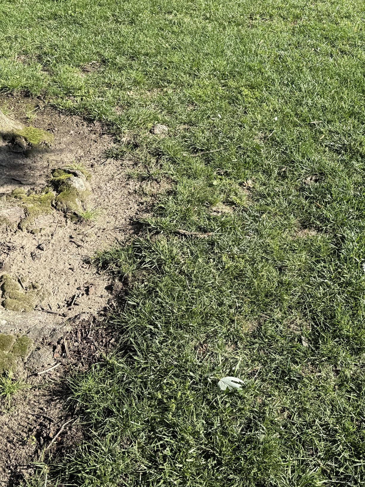 eufy Robot Lawn Mower E15, Auto Mapping, Pure Vision Navigation, Wire Free RTK Free, Multi-Zone Management, AI 3D Obstacle Avoidance, GPS Anti-Theft, 0.2 Acres, 18° Slope, App Control customer photo 2