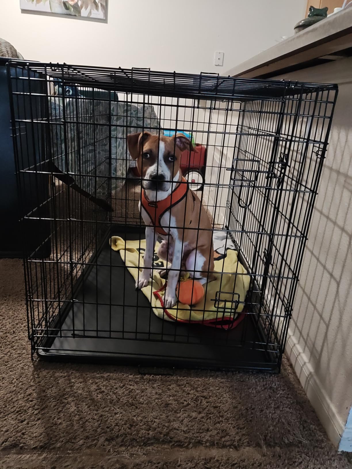 FDW Extra Large Dog Crate Dog Kennel Cage with Double Door, 48 inch Folding Metal Wire Dog Cage with Removable Tray&Divider Panel, Pet Crate for Large Dogs, Black customer photo 2