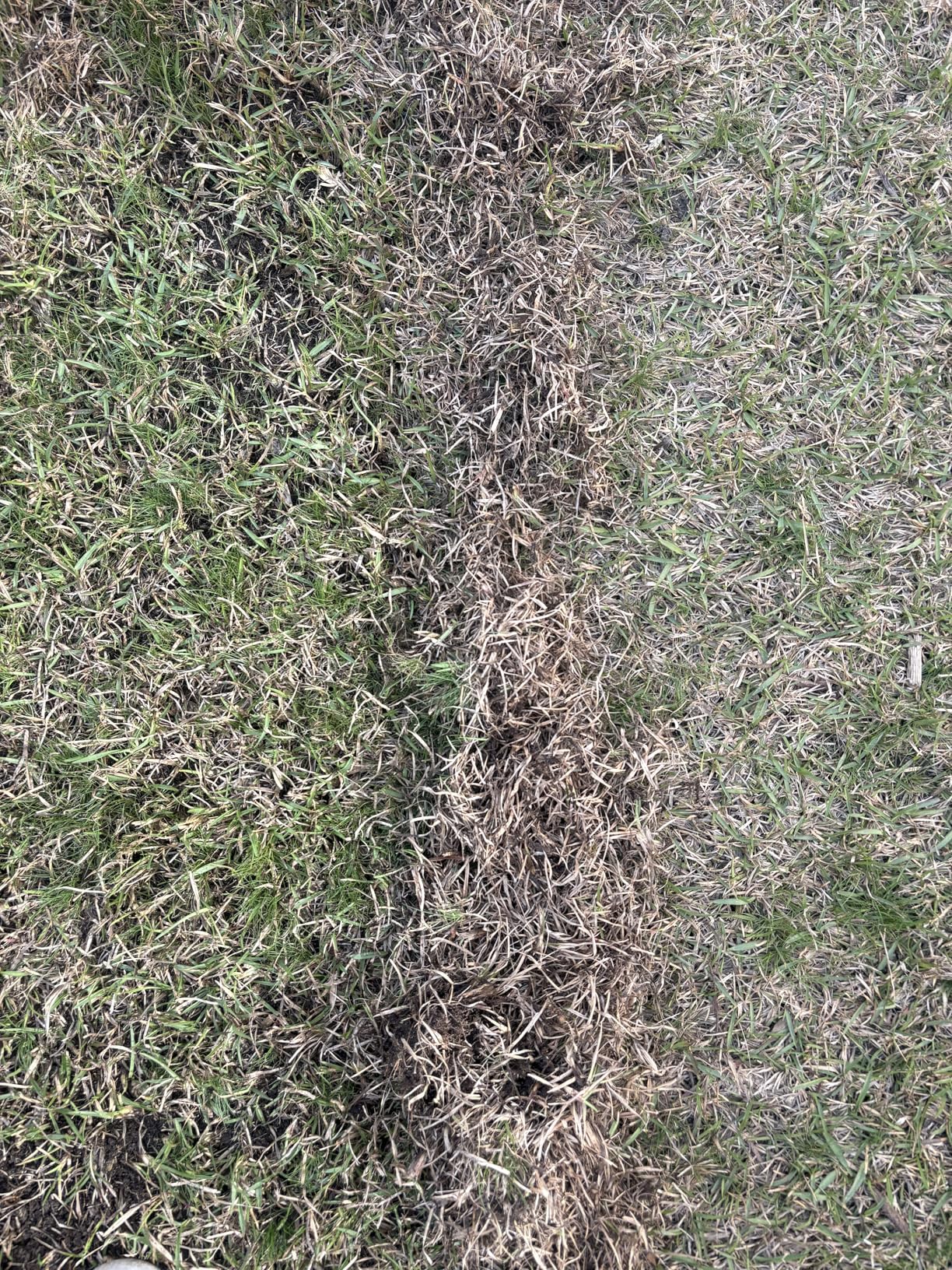 Thatch Rake for Lawn with 74inch Handle, 15 inch Dethatcher Rake for Grass to Cleaning Dead Grass, Efficient Steel Metal Rake for Dethatching, Heavy Duty Thatching Rakes for Garden, Yard customer photo 1