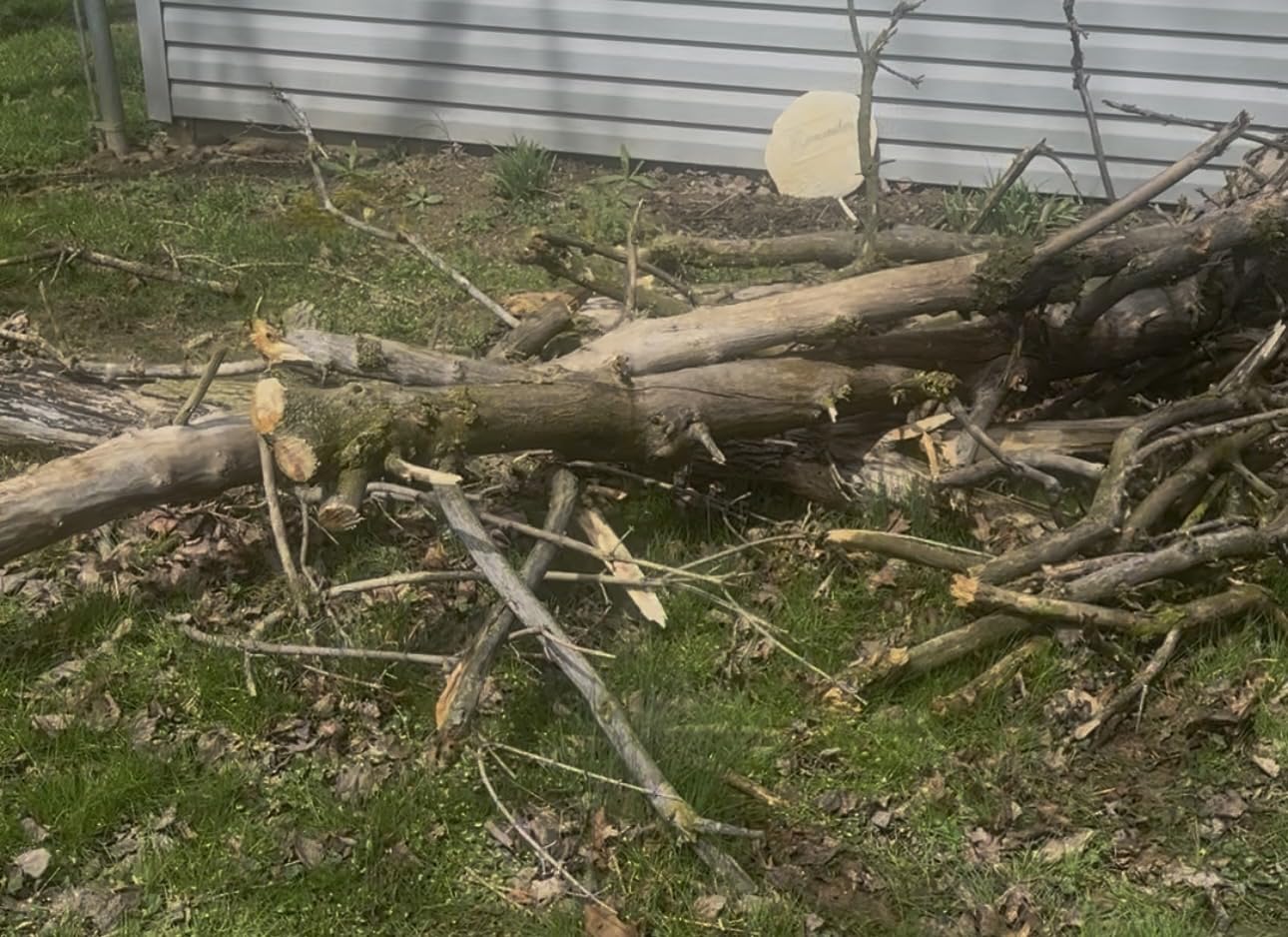 Electric Pole Saws for Tree Trimming, 8 Inch & 6 Inch Mini Chainsaw Cordless with Extension Pole, 16Ft Reach, 2x4.0Ah Battery, Auto Oiling, Tool-Free Chain Tensioning, Tree Trimmer for Branch Limb Cut customer photo 2