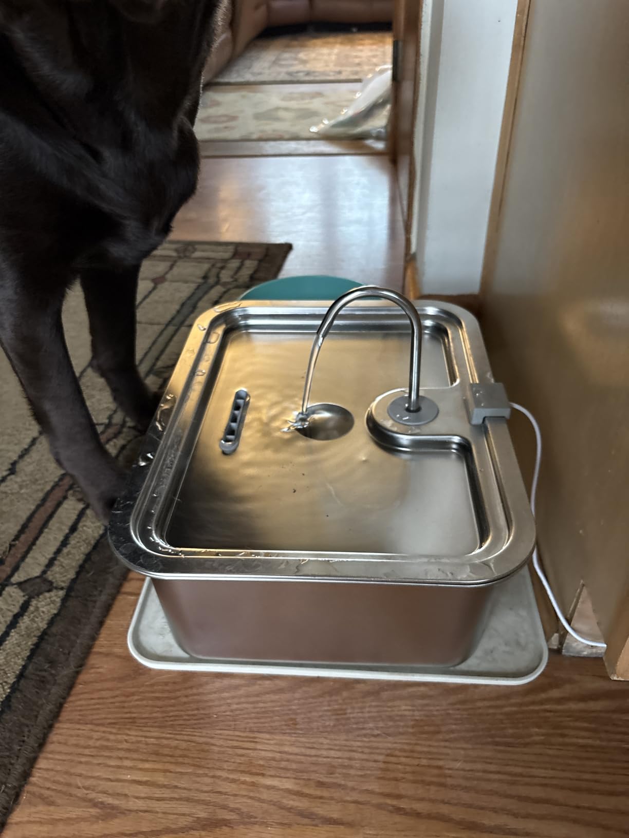 4.2Gal Dog Water Fountain for Large Dogs, 16L Stainless Steel Large Dog Fountain Water Bowl with Deeper & Wider Drinking Tray, Automatic Pet Water Dispenser with Visible Window for Multi-Pets Families customer photo 1