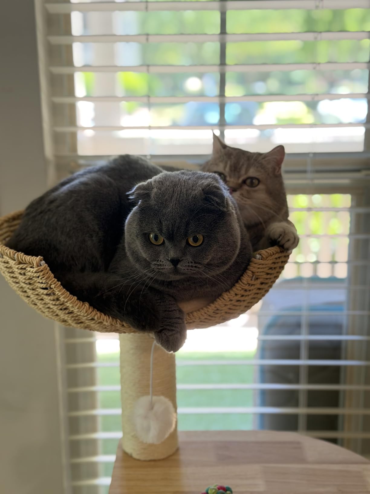 Modern Cat Tree, Cat Tower with Scratching Post, Handwoven Pumpkin Nests and Baskets, Sisal Blanket customer photo 2
