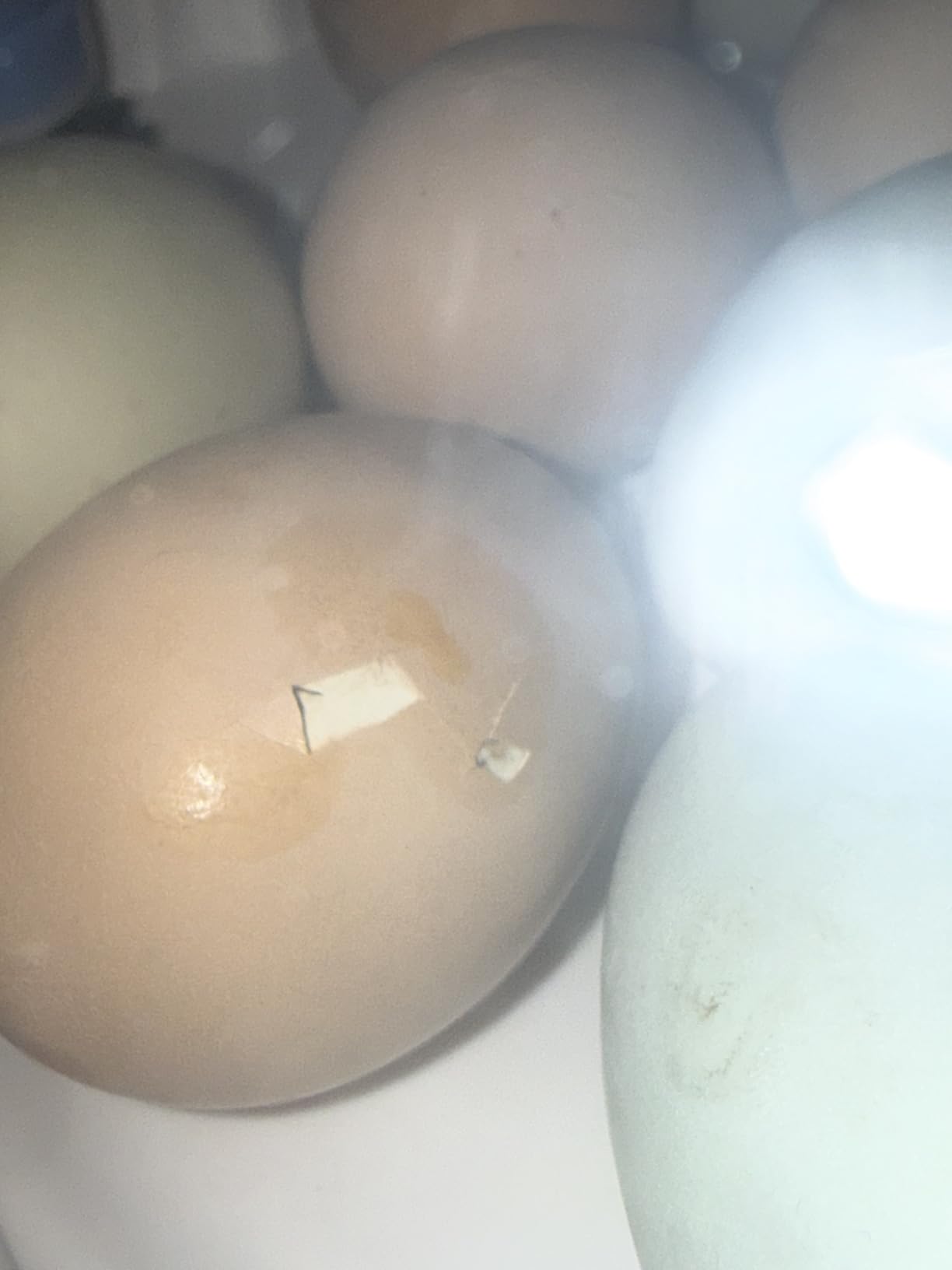 18 Egg Incubators for Hatching Eggs, Automatic Egg Turning and Humidity Control Incubator for Hatch Chicken Duck Quail Pigeon Pheasant Partridge customer photo 2