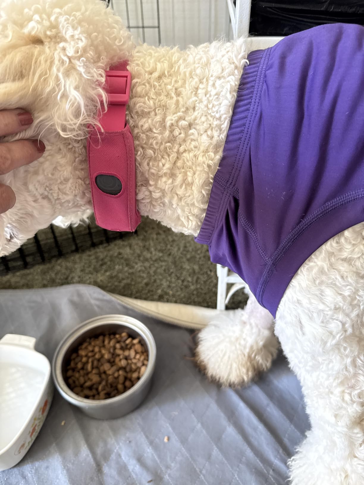 Halo Collar 5 Wireless Dog Fence & GPS Dog Collar customer photo 2