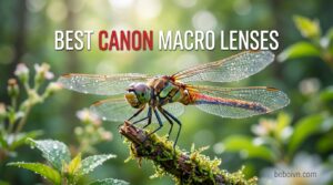 Best Canon Macro Lenses