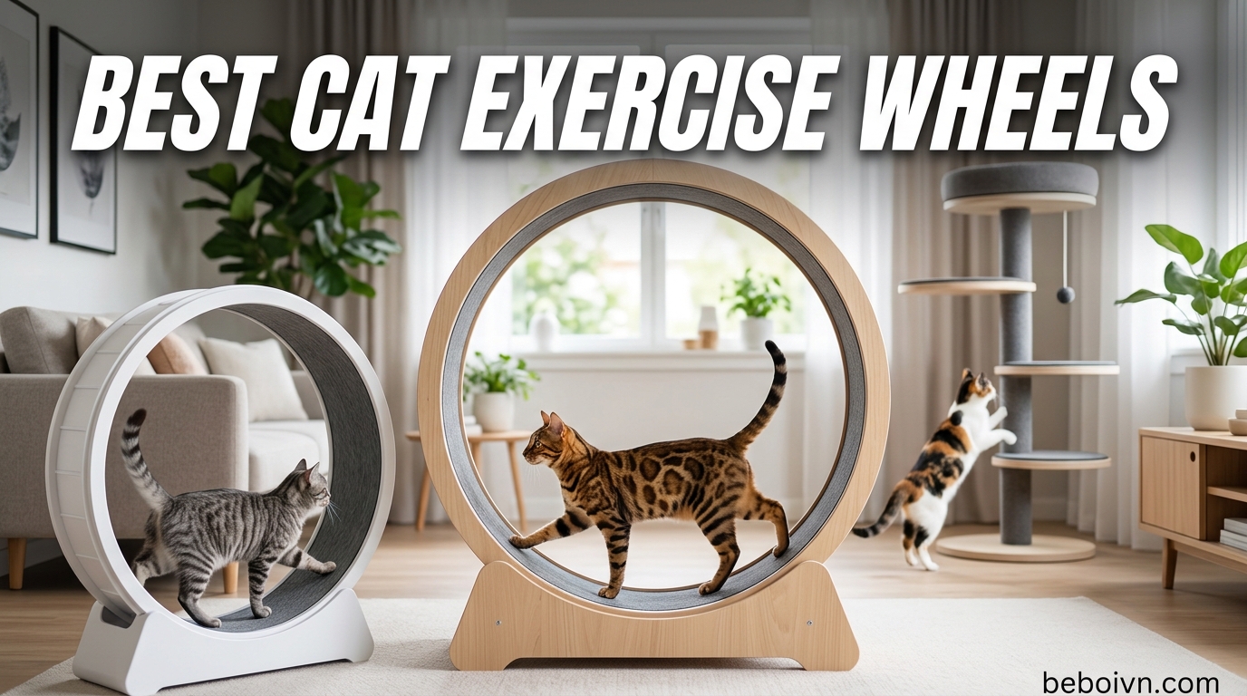 Best Cat Exercise Wheels