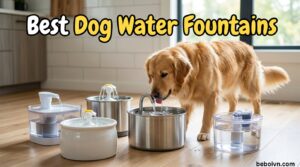 Best Dog Water Fountains