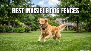 Best Invisible Dog Fences
